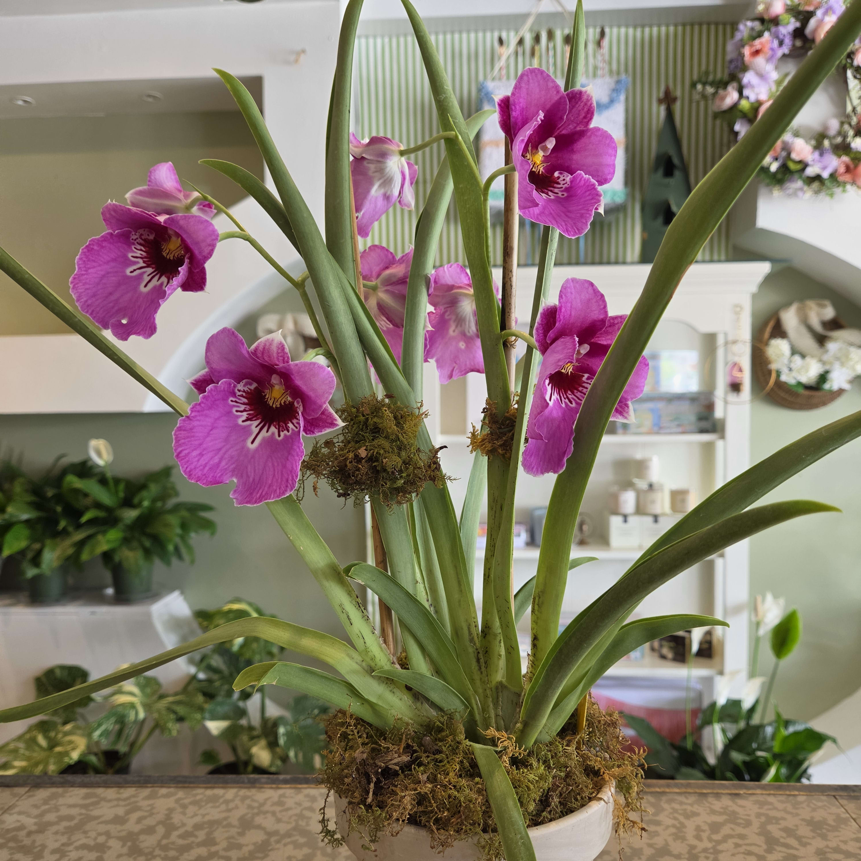 Miltonia Orchid Flower Bouquet