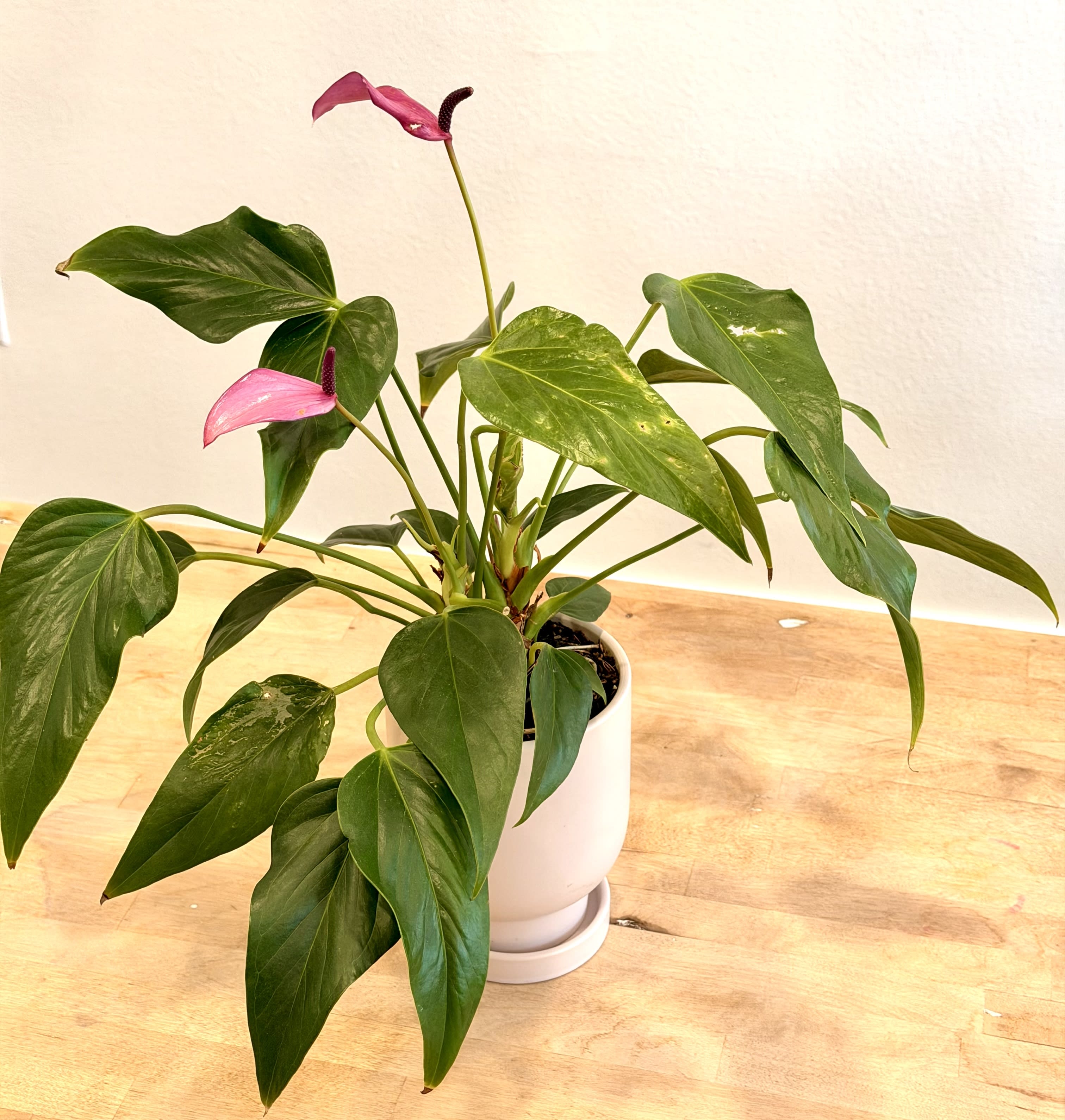 Pink Antherium Flower Bouquet