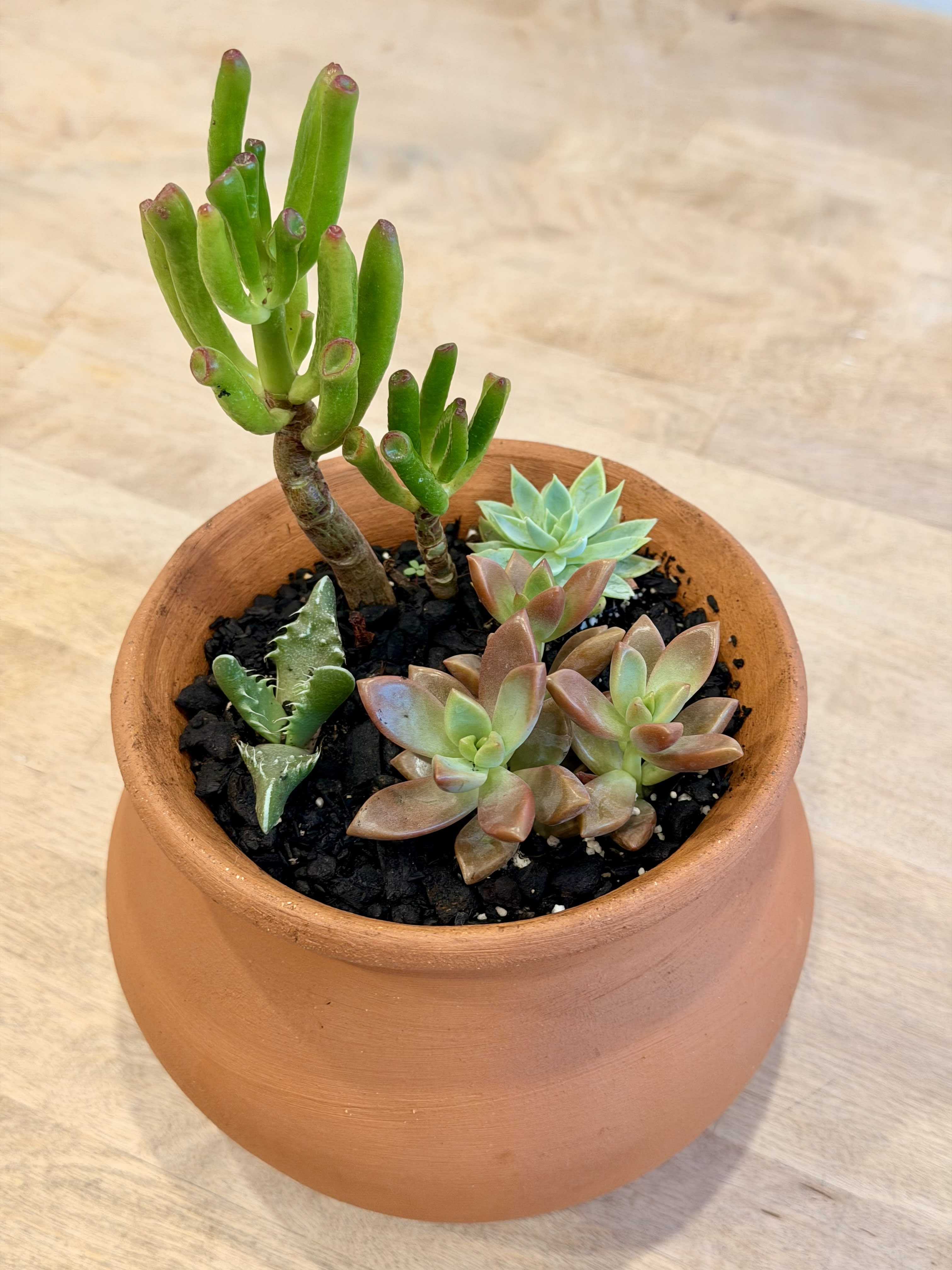 Succulent Nursery Flower Bouquet
