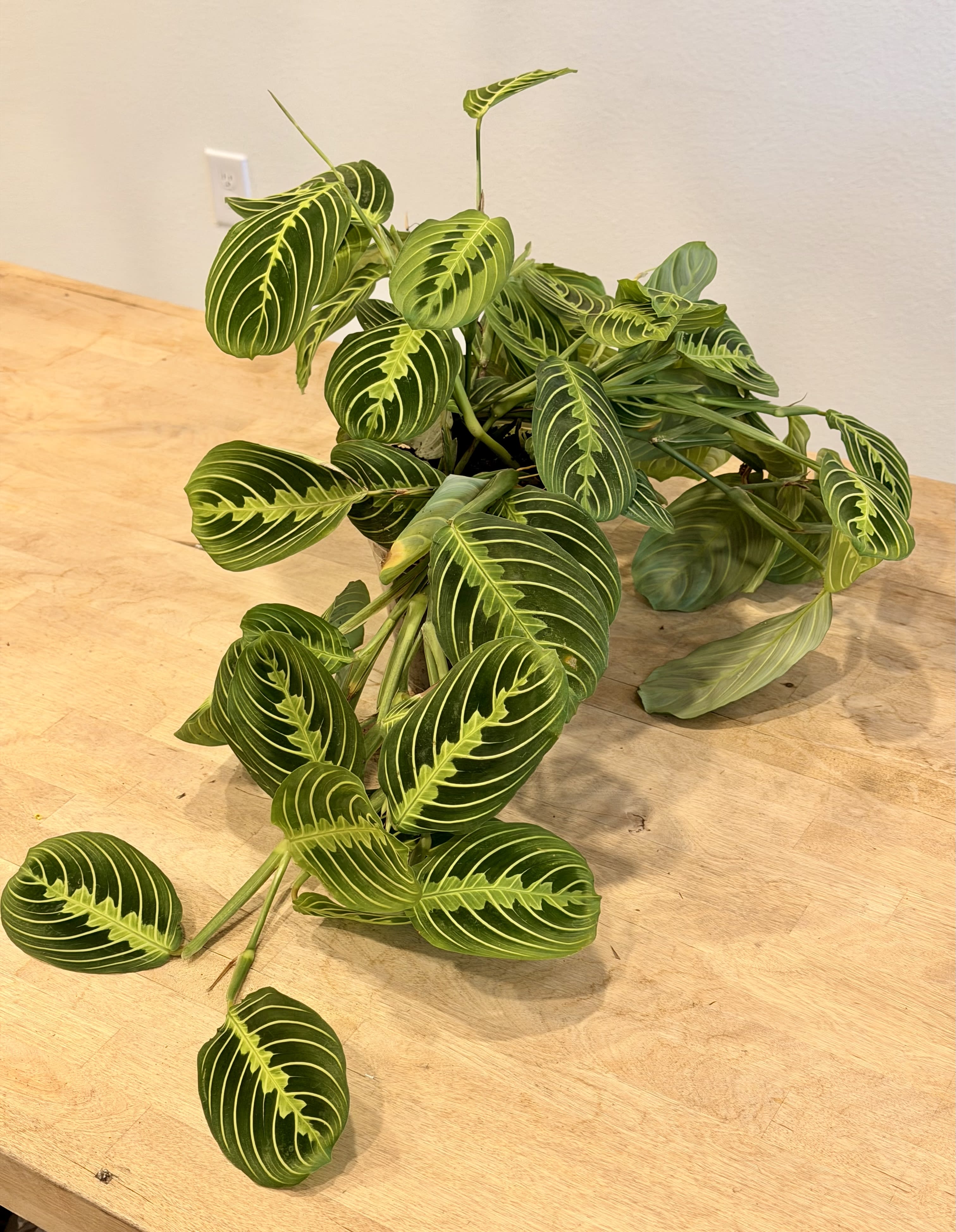 Lemon Lime Maranta Flower Bouquet