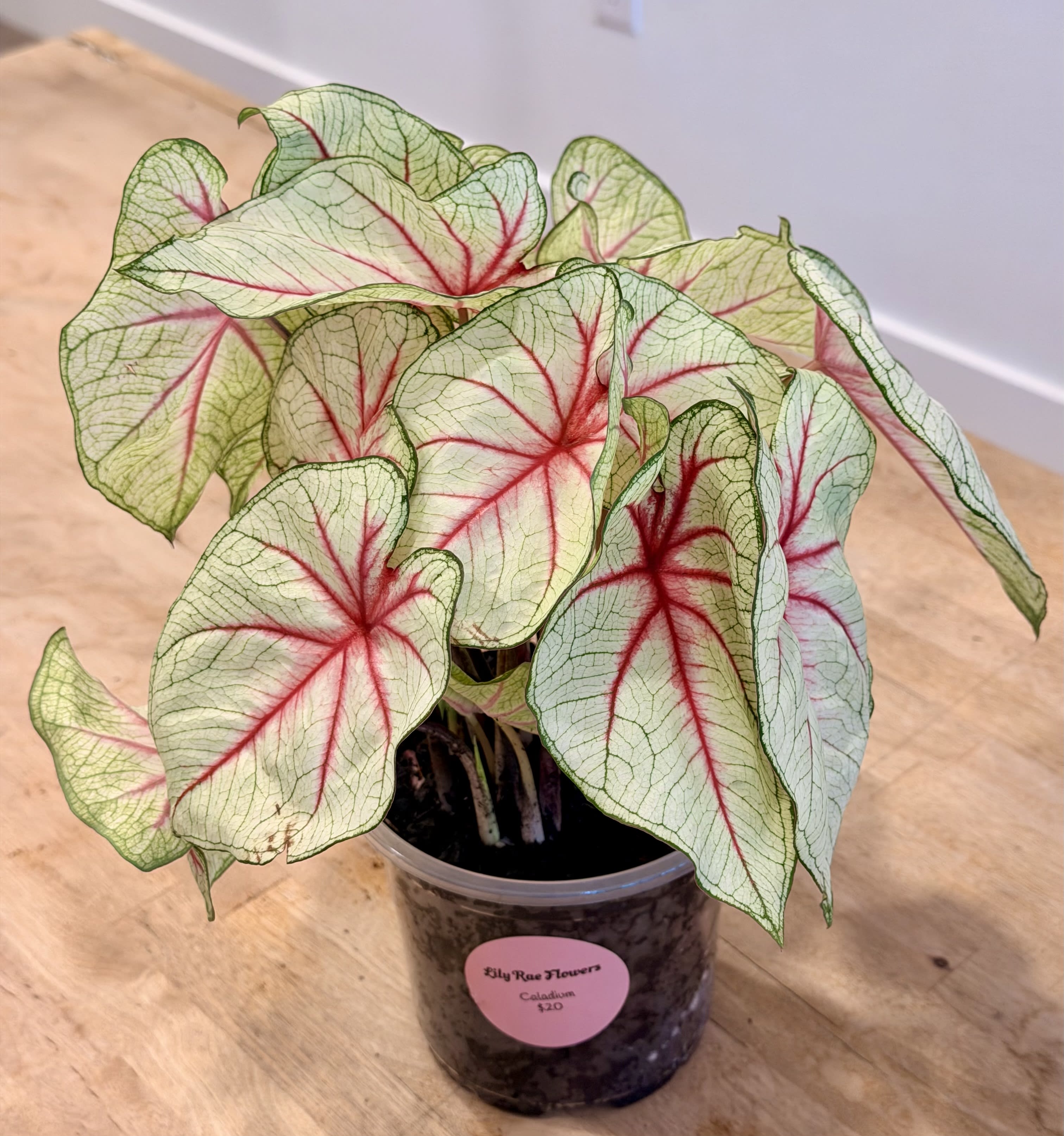 White Queen - Caladium Flower Bouquet