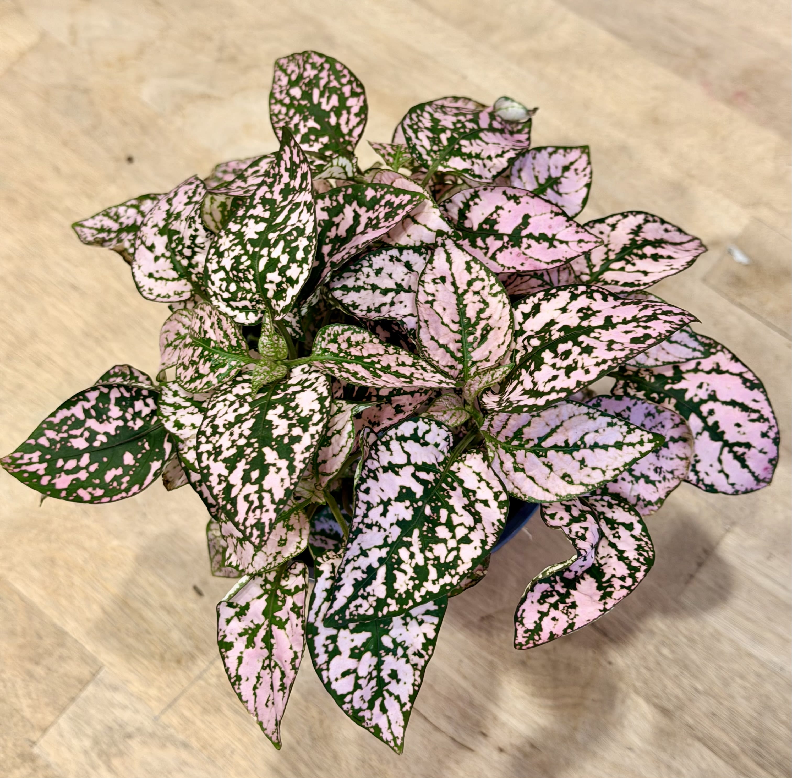 Hypoestes -  Splash Flower Bouquet