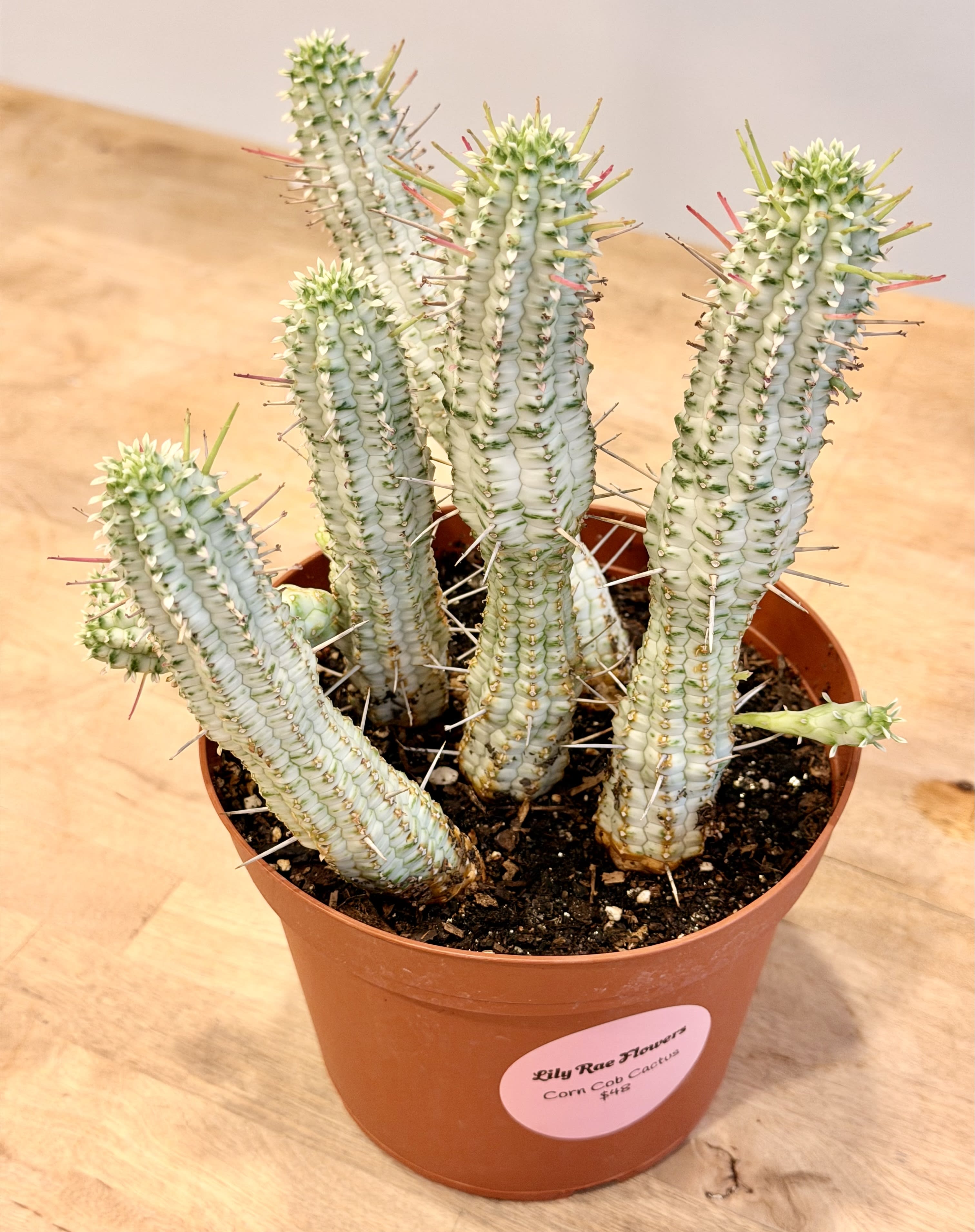 Corn Cob Cactus Flower Bouquet