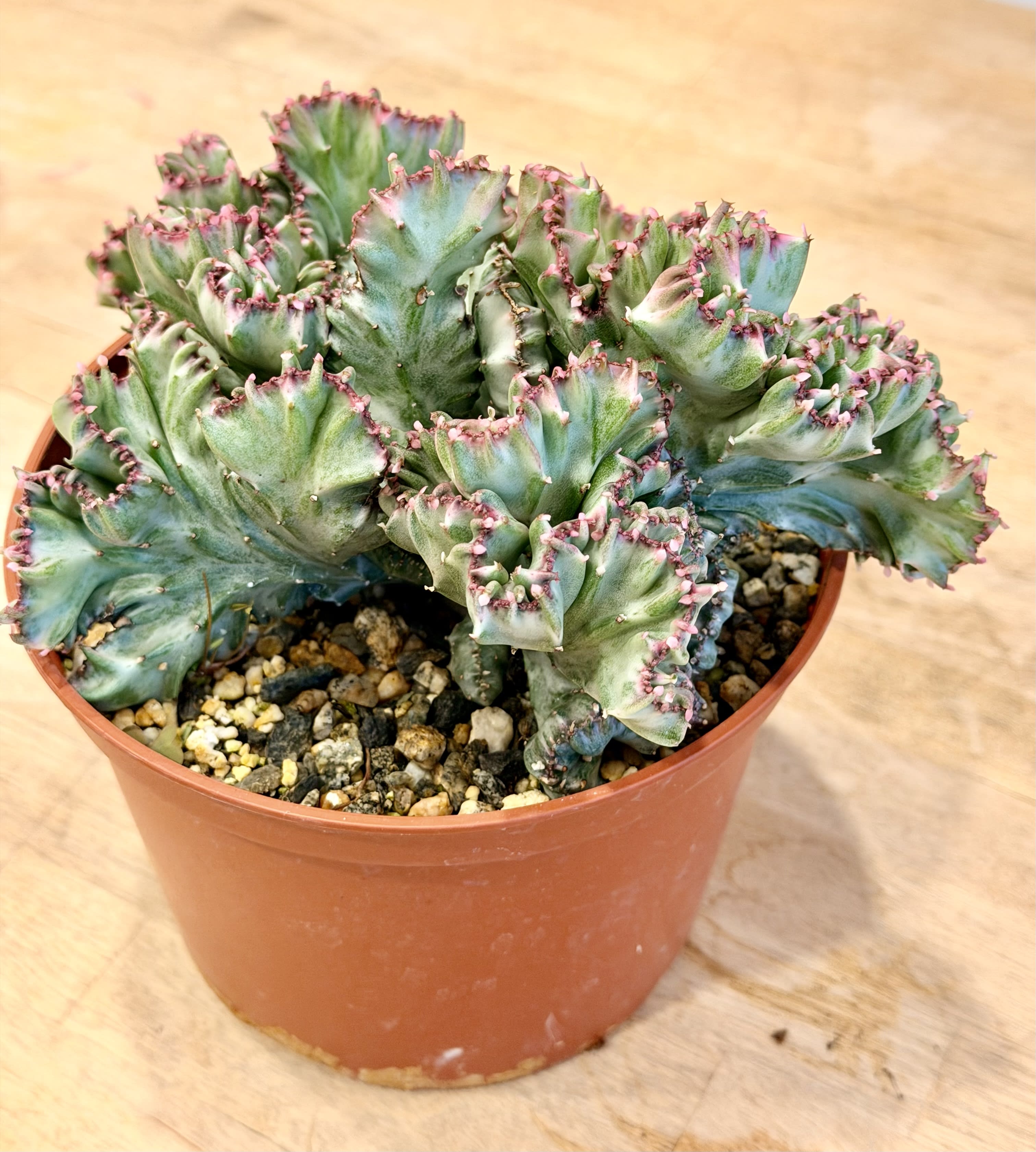 Crested Cactus Flower Bouquet
