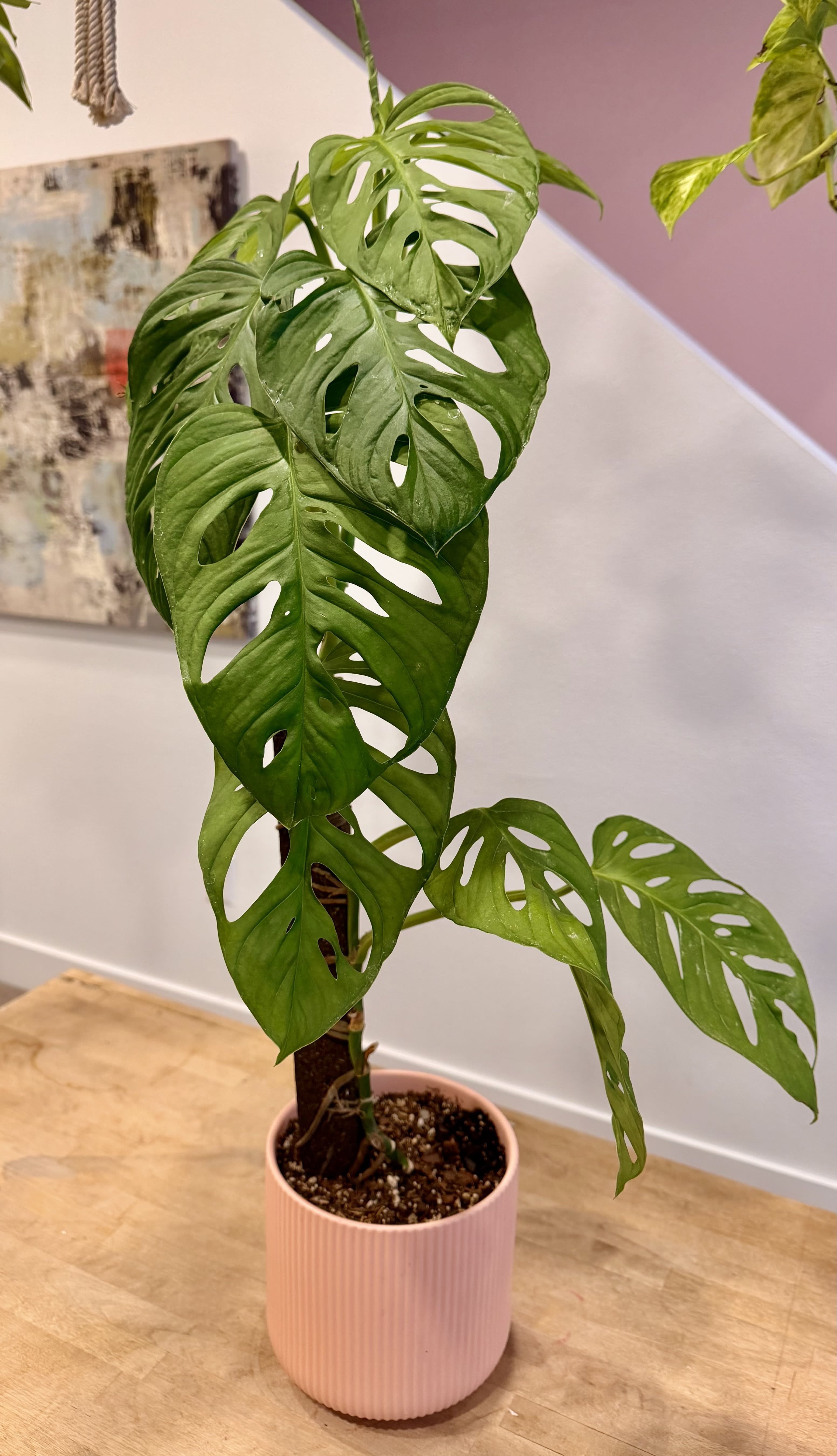 Swiss Cheese Monstera - Moss Pole Flower Bouquet