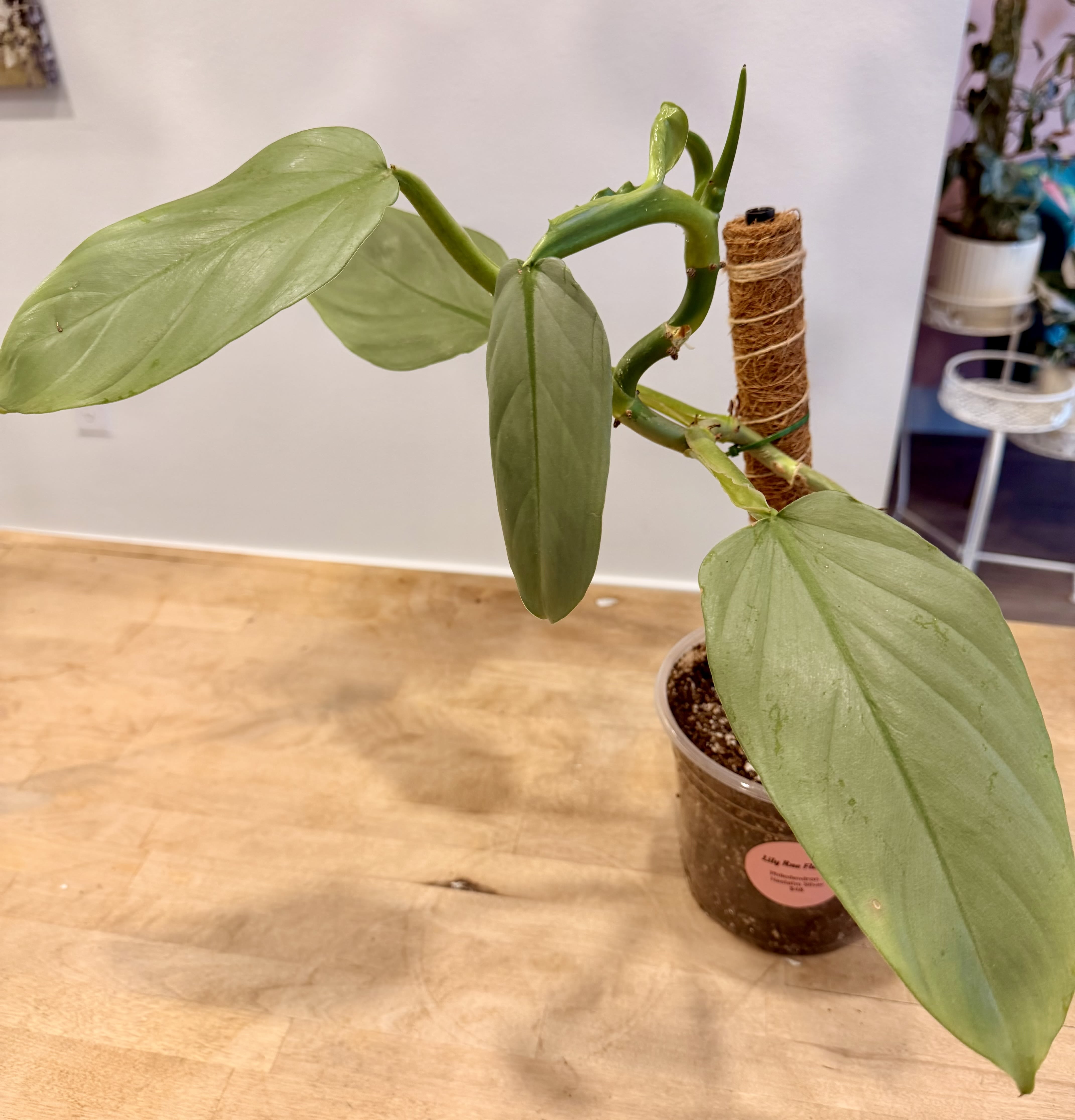 Hastatm Silver - Philodendron Flower Bouquet
