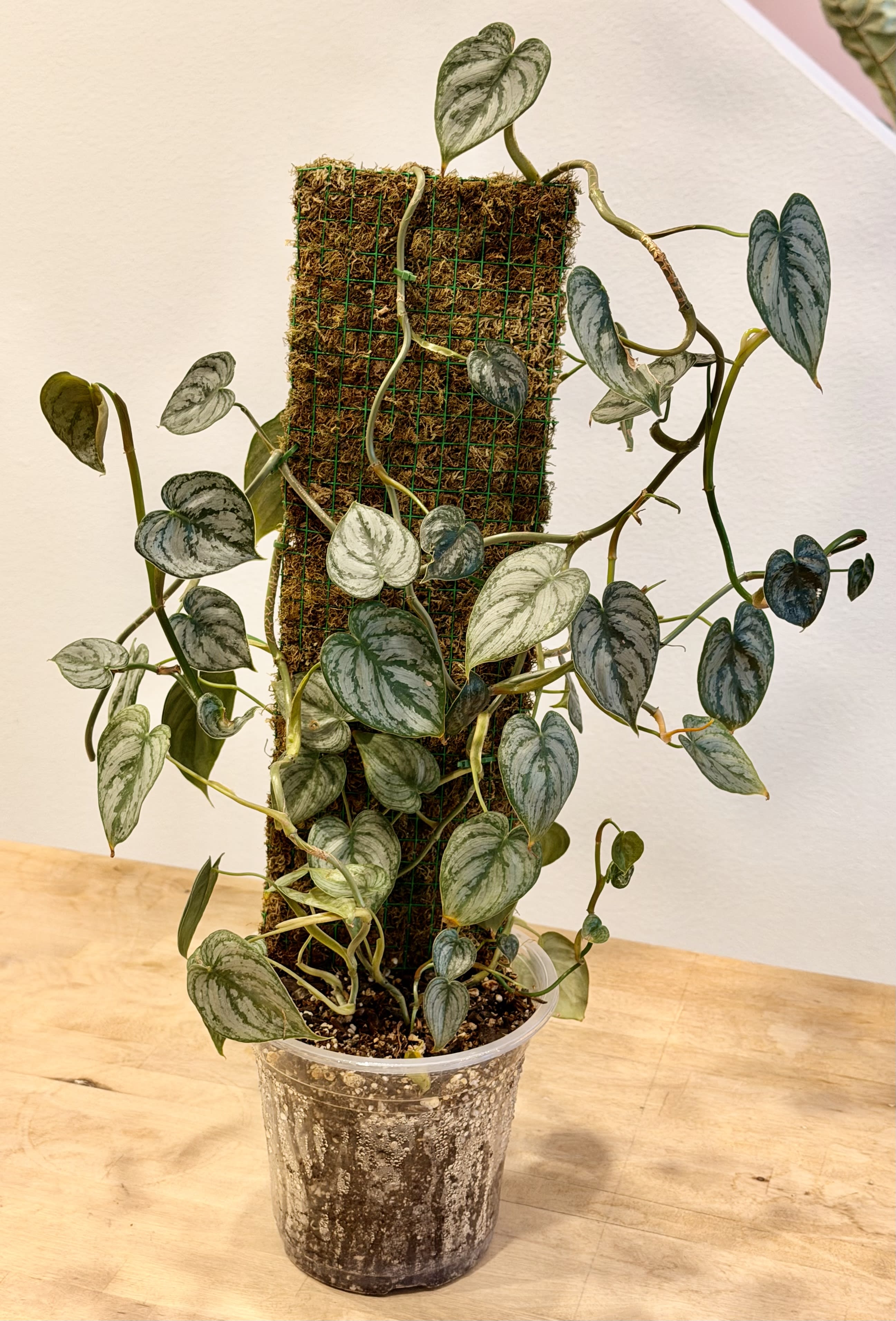 Dubia Monstera - Moss Pole Flower Bouquet