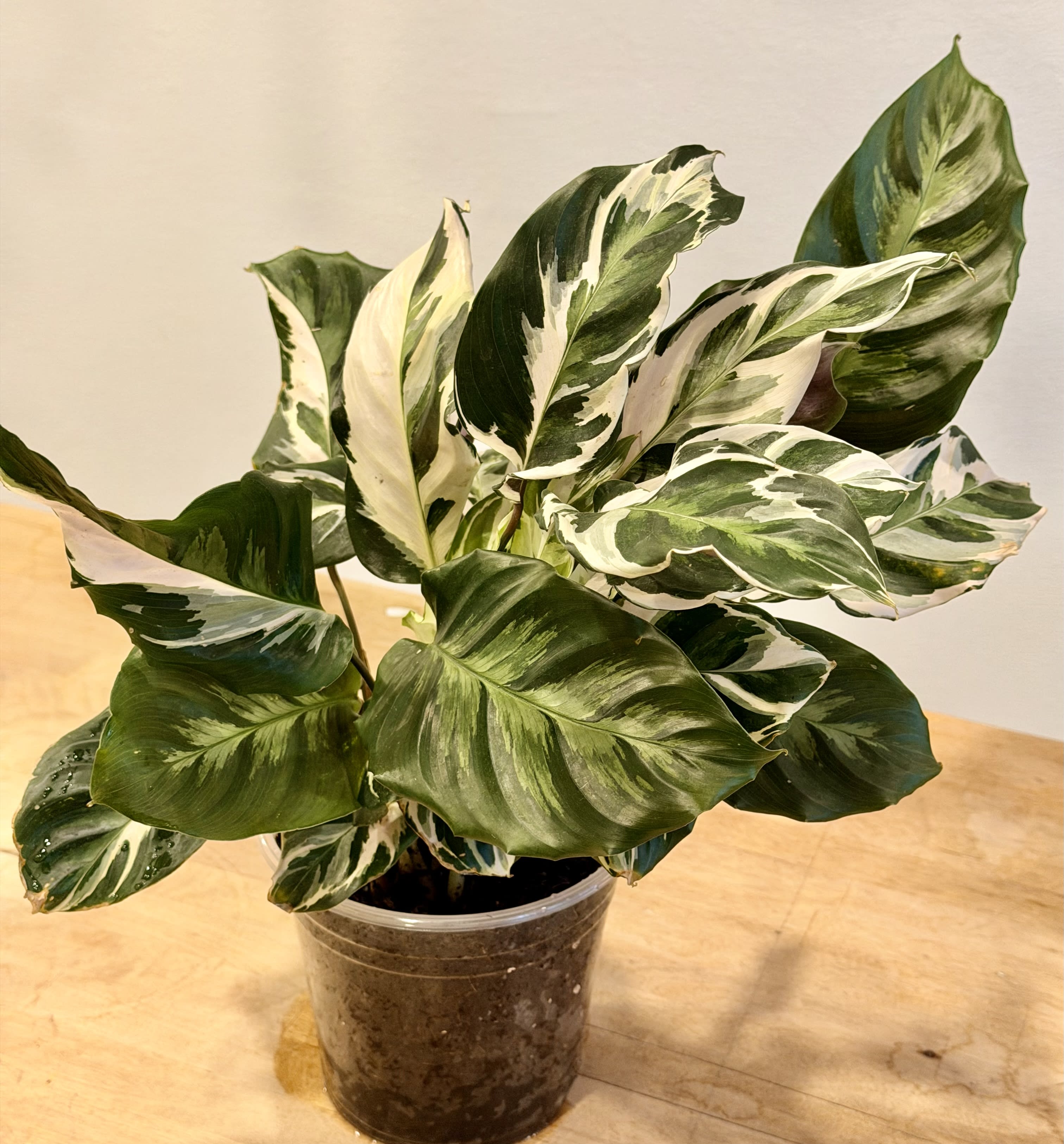 White Stella - Calathea Flower Bouquet