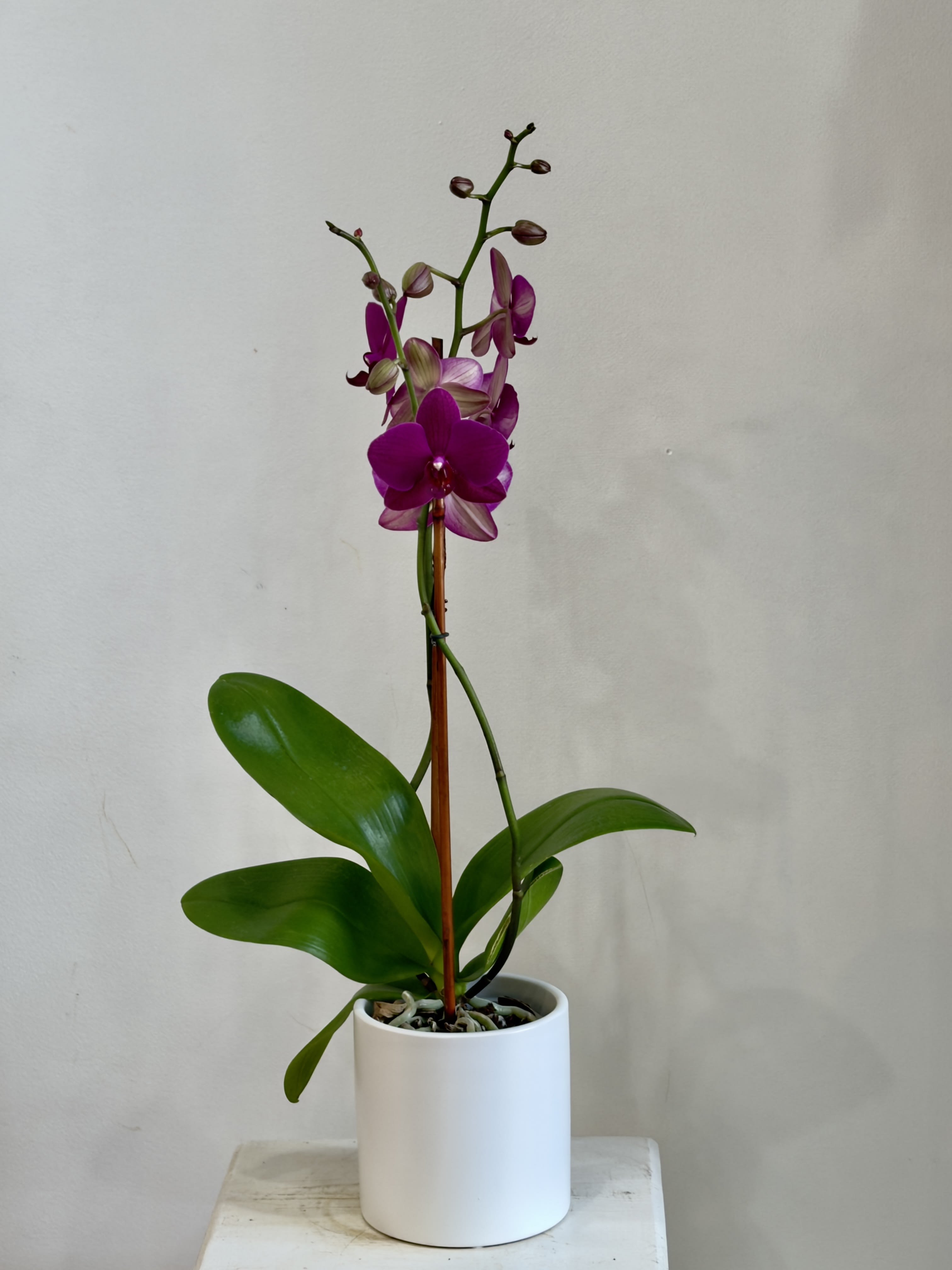 Orchid Flower Bouquet