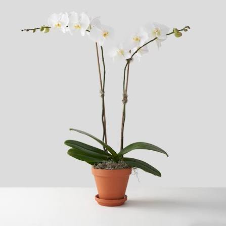 Phaleonopsis Orchid Flower Bouquet