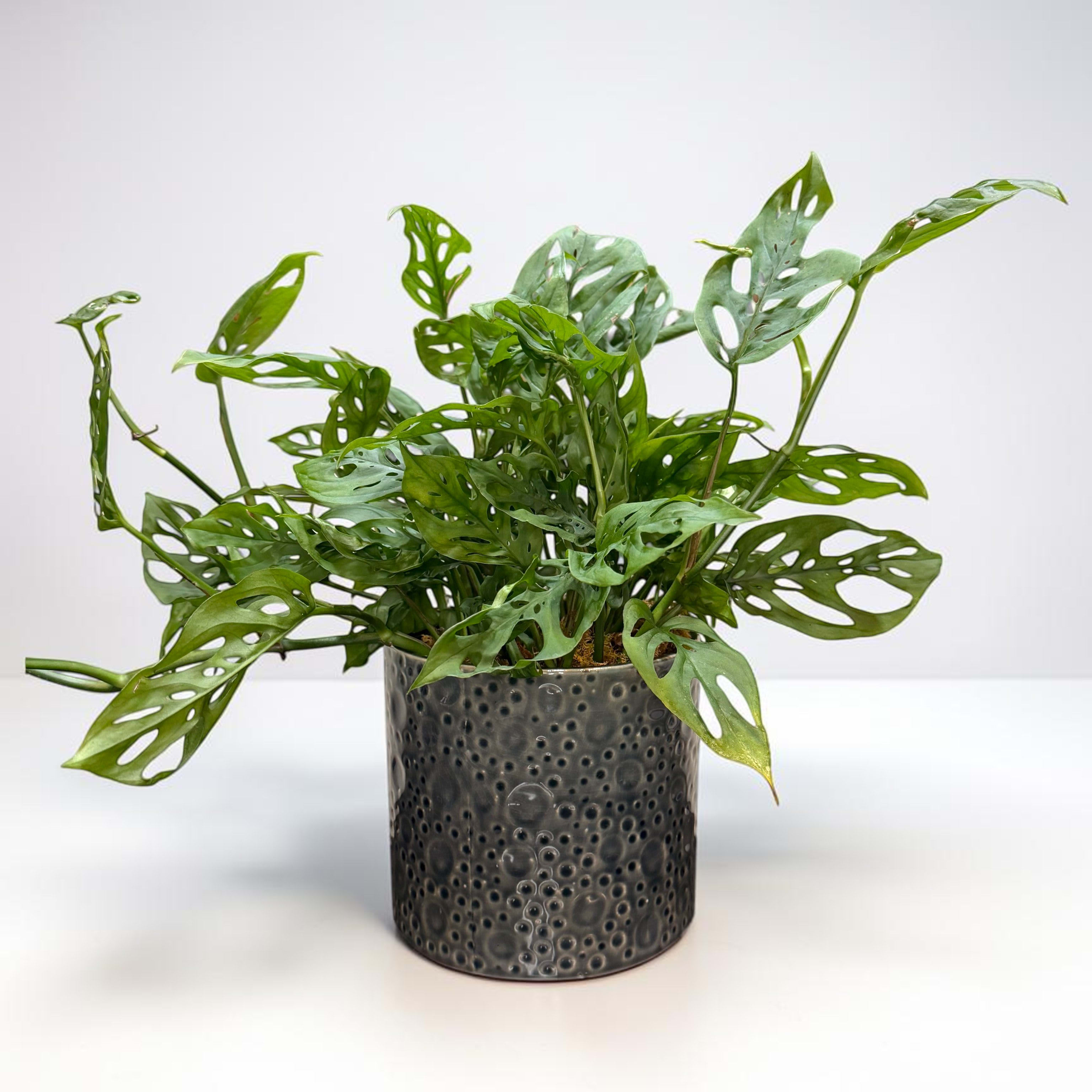 Swiss Cheese Monstera