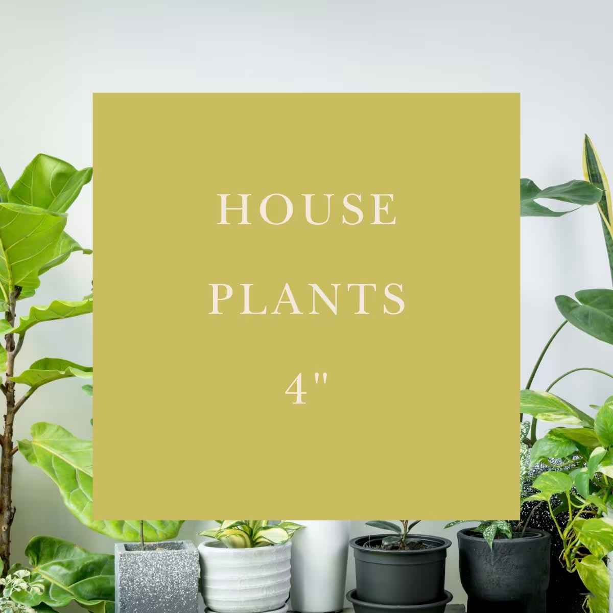 House Plants | 4" Flower Bouquet