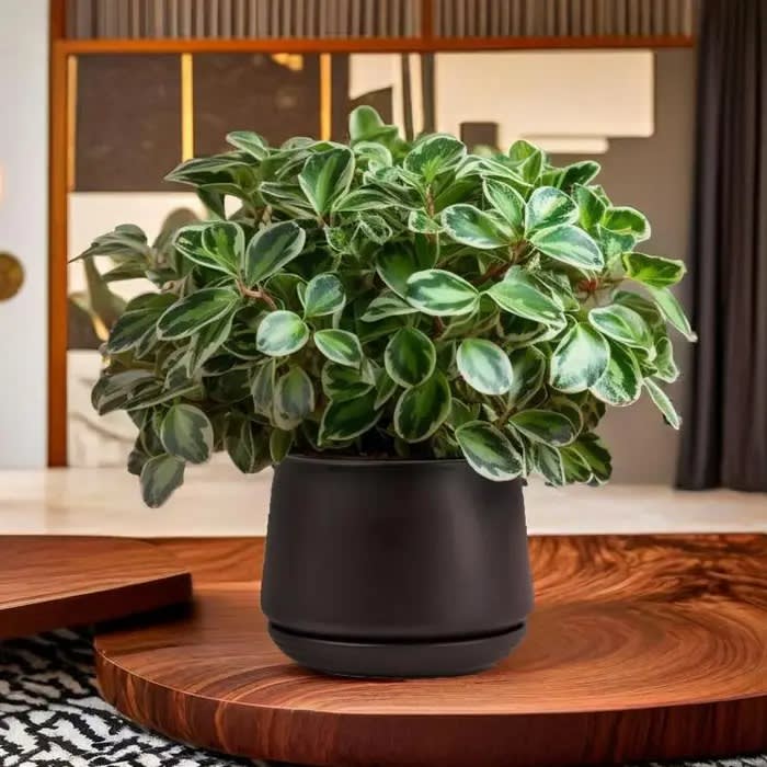 Black Matte Ceramic Plant Pot Flower Bouquet