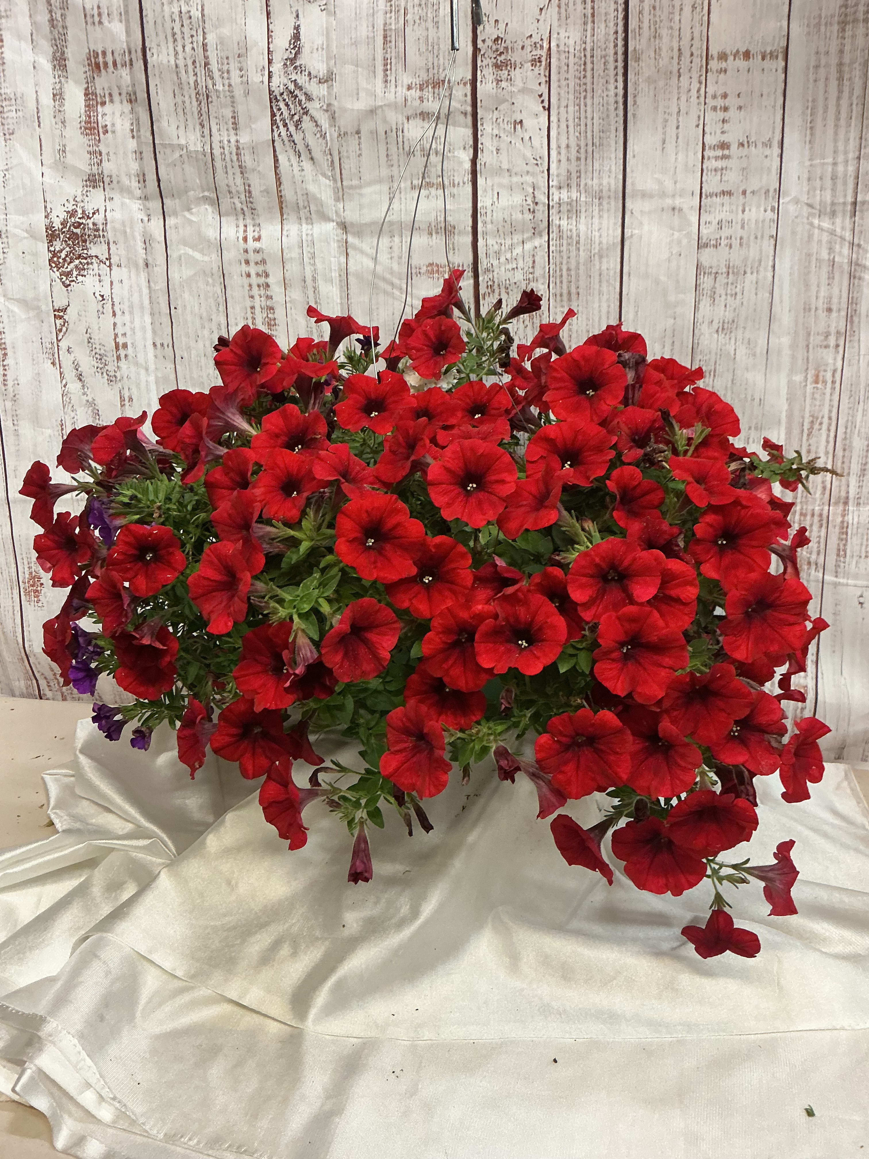 Beautiful Red Petunia Basket