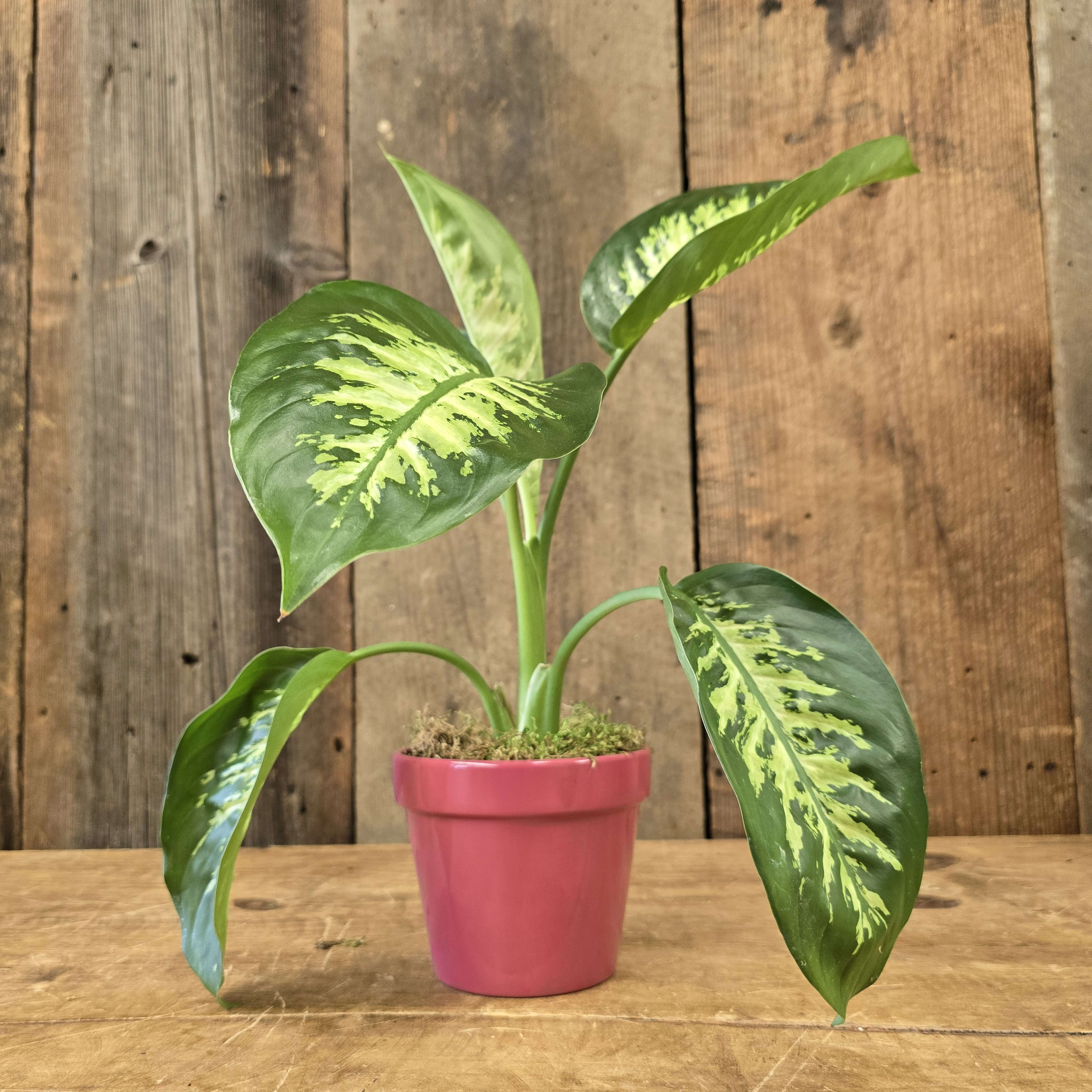 Green Plant 2