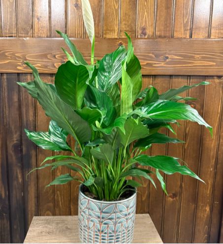 Peaceful Spath 6" Ceramic Pot