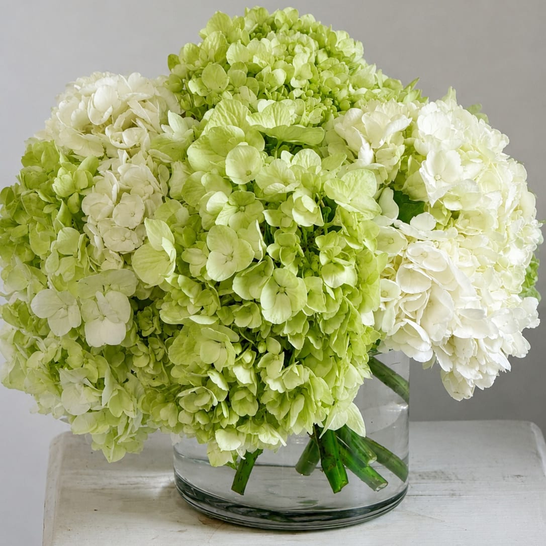 Classic Hydrangea