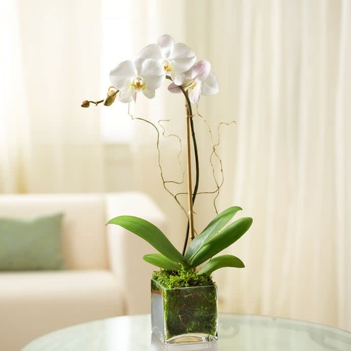 White Phalaenopsis Orchid Flower Bouquet