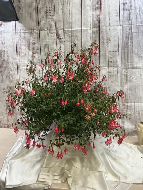 Fushia Hanging Basket