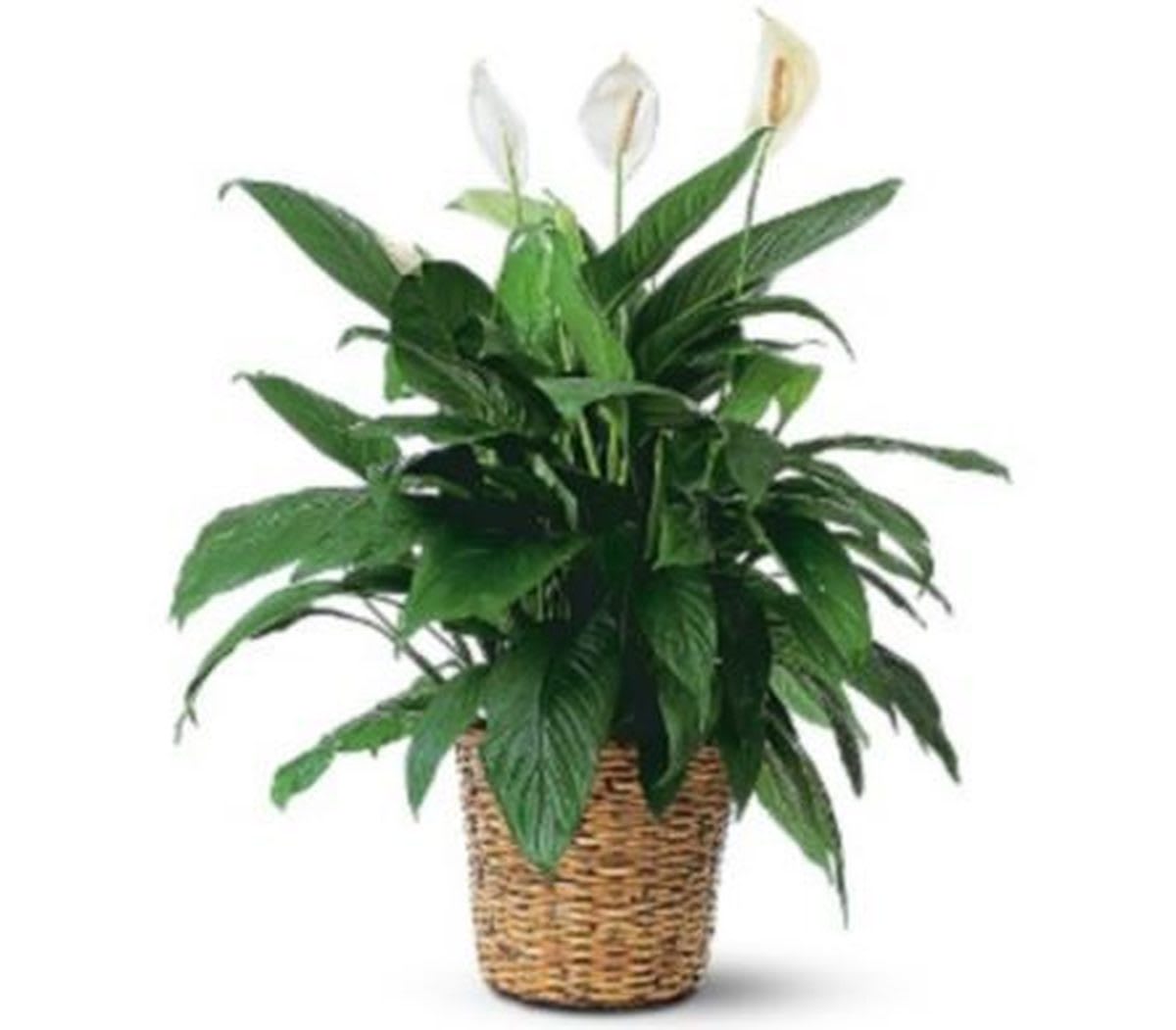 Spathiphyllum (Peace Lily) - Lg (May not be blooming) Flower Bouquet