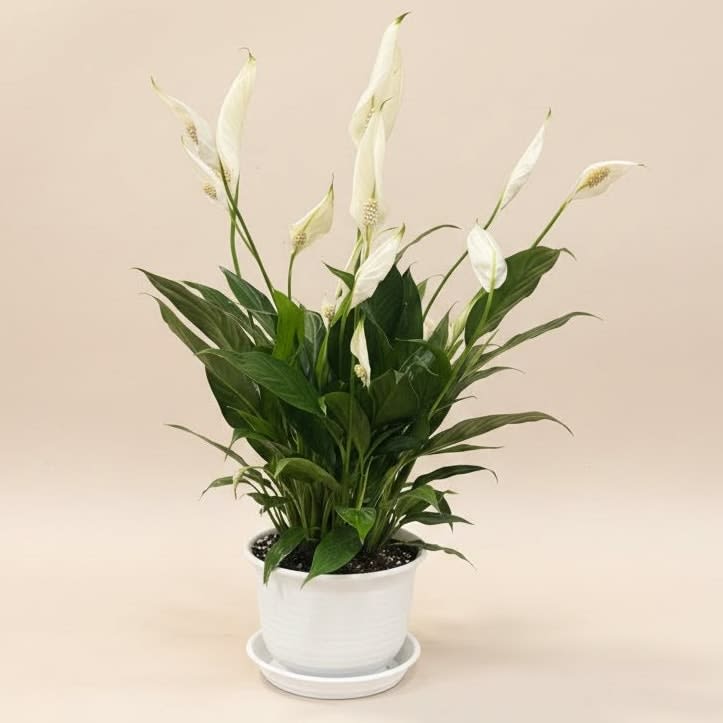 Petite Peace Lily Flower Bouquet