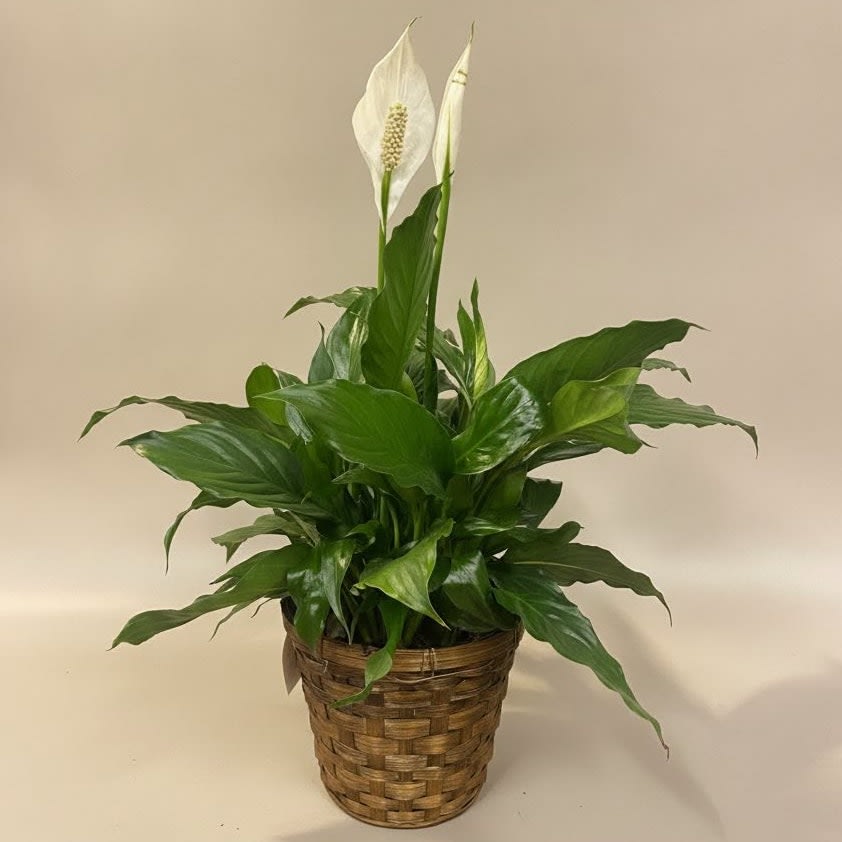 Peace Lily Plant Flower Bouquet