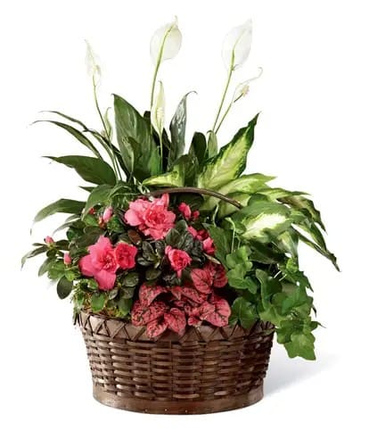 Flowering Dish Garden