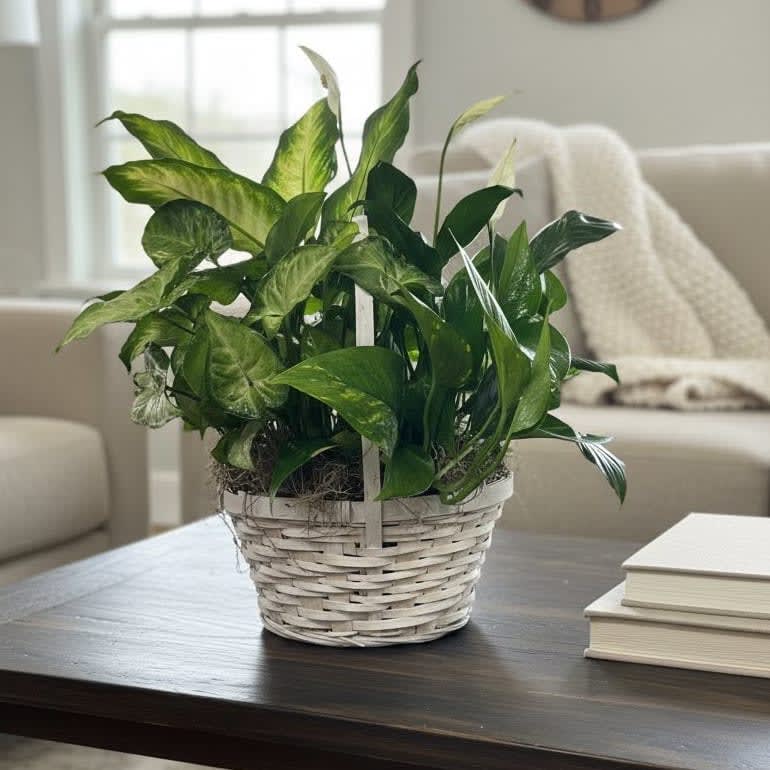 Basket Garden
