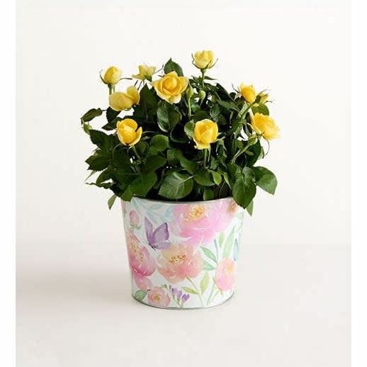 Rose Plant
