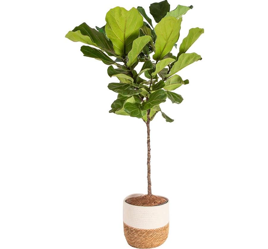 Tree Variety