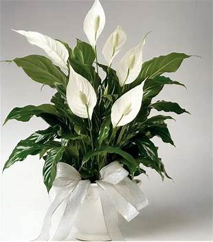 Peace Lily Plant