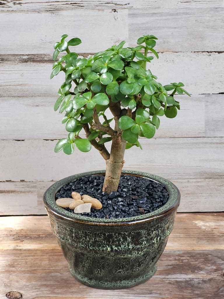 Jade Bonsai