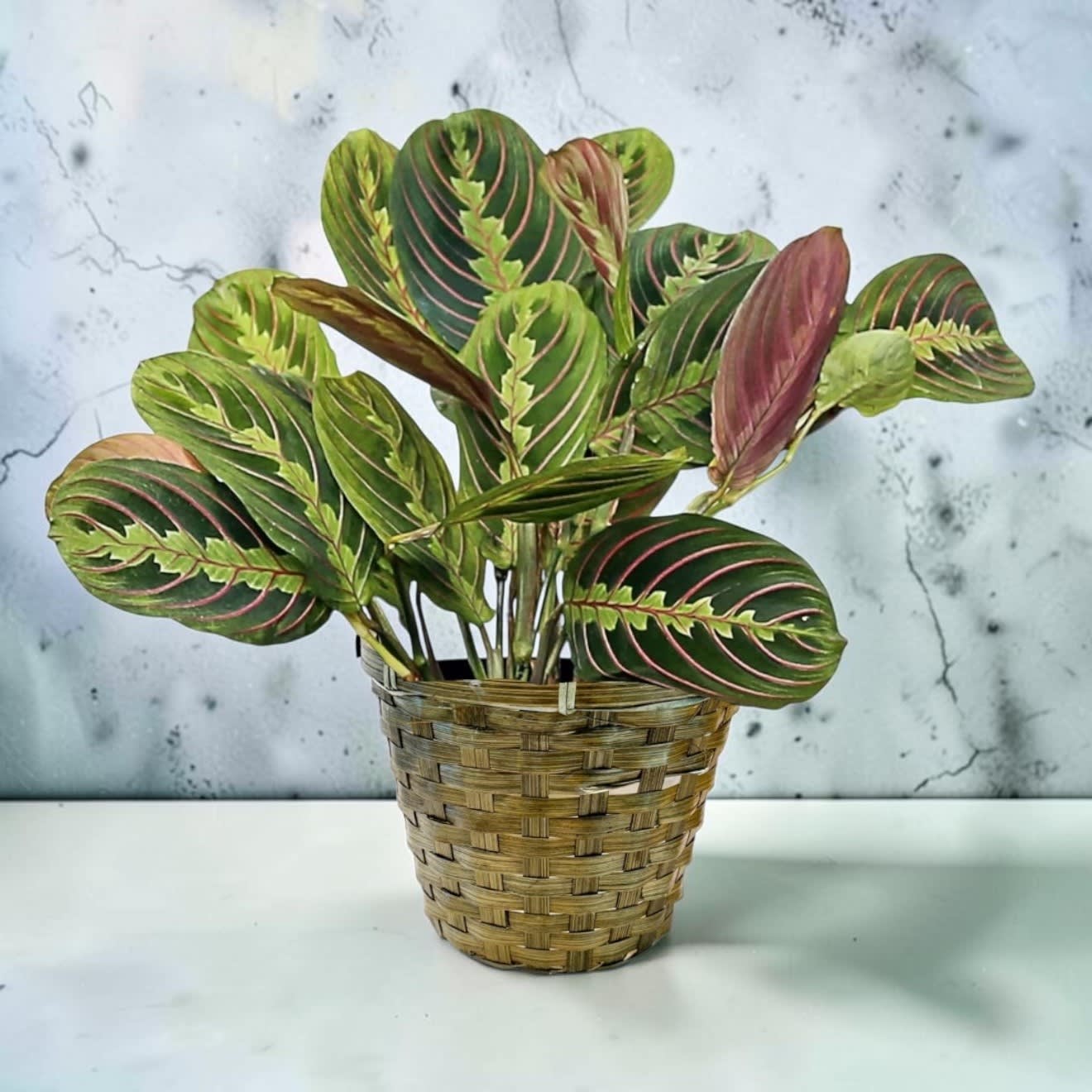 Prayer Plant
