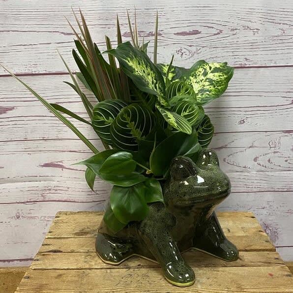 Dish Garden in Ceramic Frog Planter