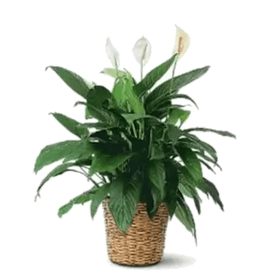 Spathiphyllum (Peace Lily) - Lg (May not be blooming)