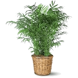Neanthe Bella Palm Flower Bouquet