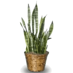 Snake Plant (sansevieria) Flower Bouquet