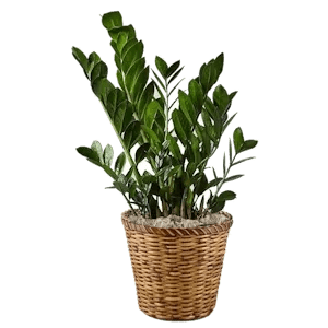 Z Z Plant