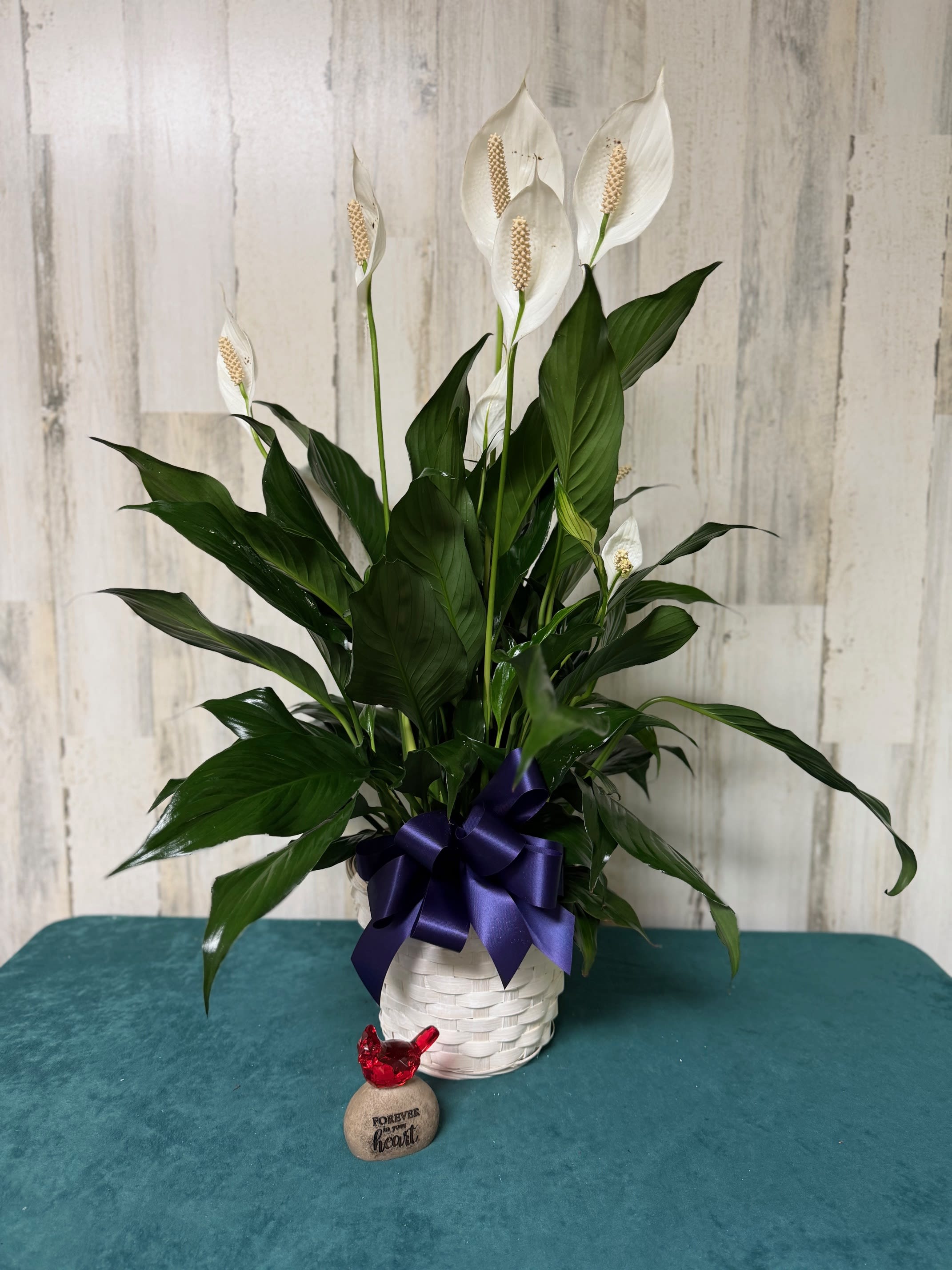 8" Peace Lily