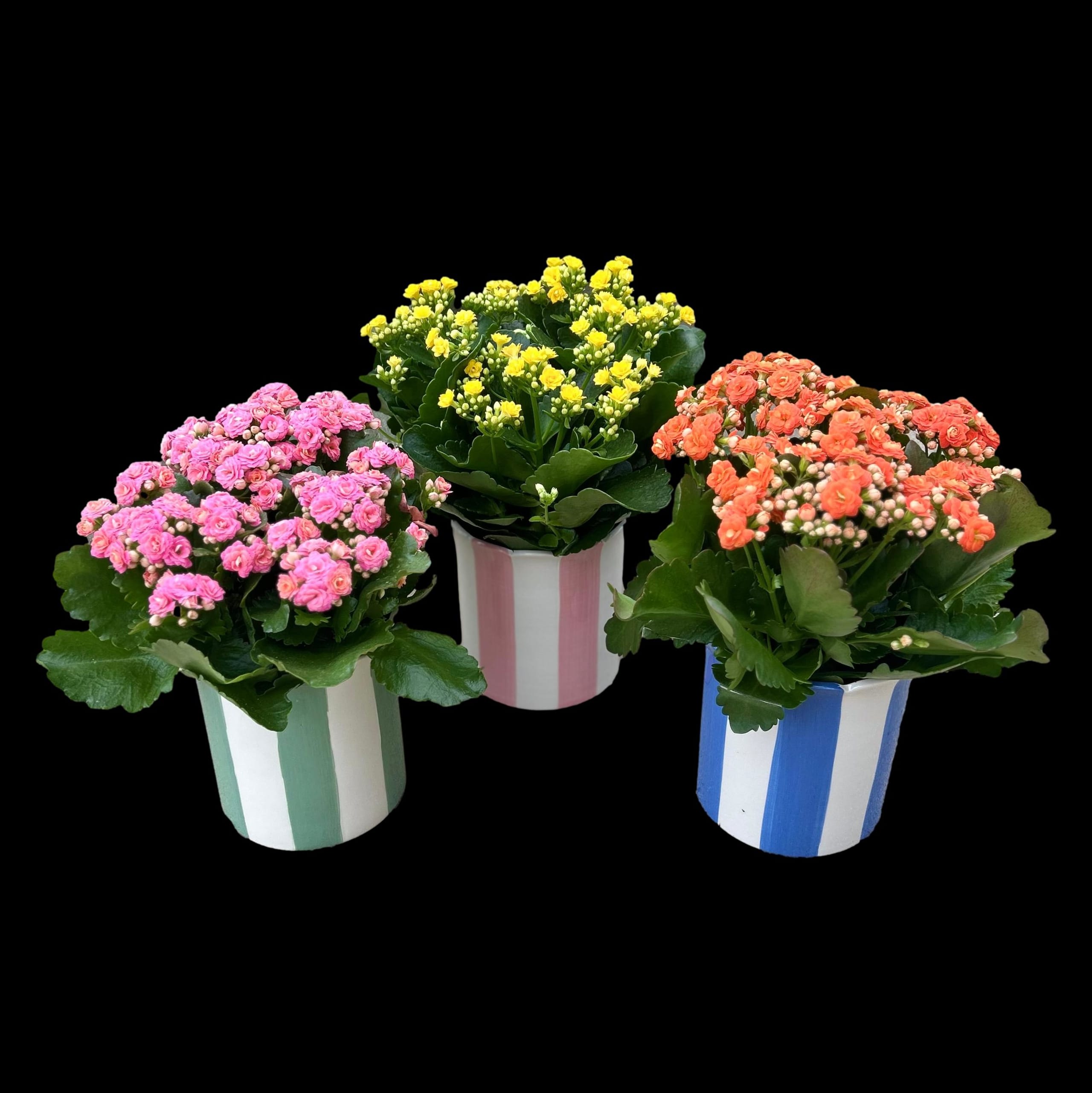 Colorful Summer Planter Flower Bouquet