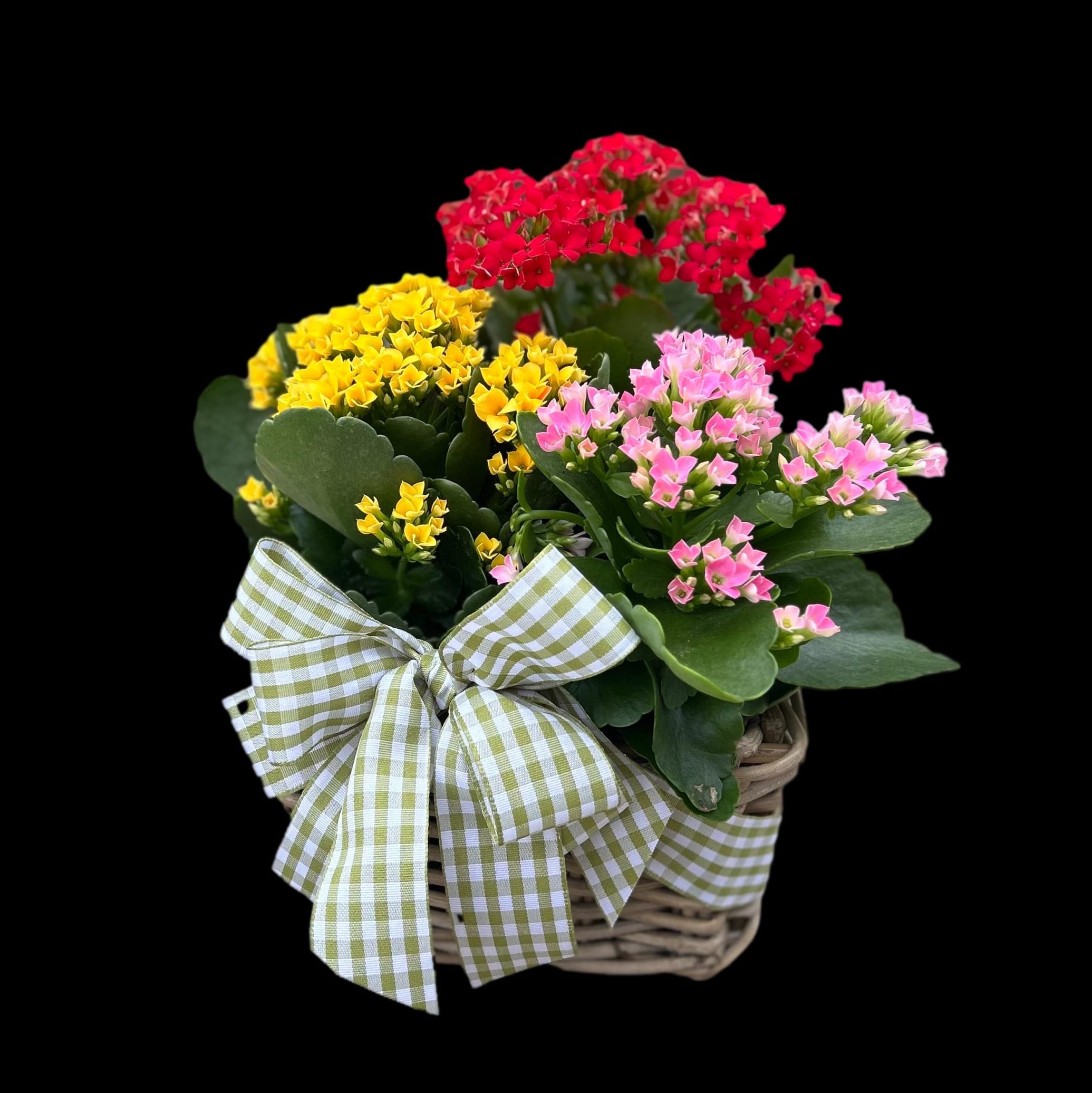 Coloful Kalanchoe Basket Flower Bouquet