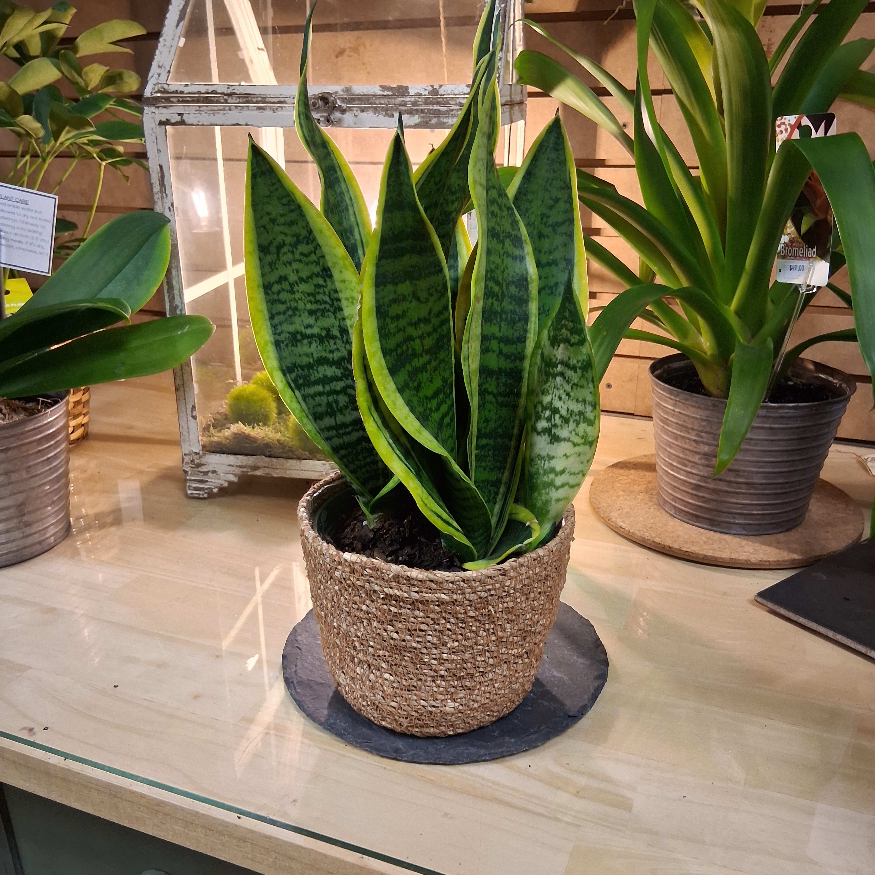 Variegated Sanseveria 6 in pot
