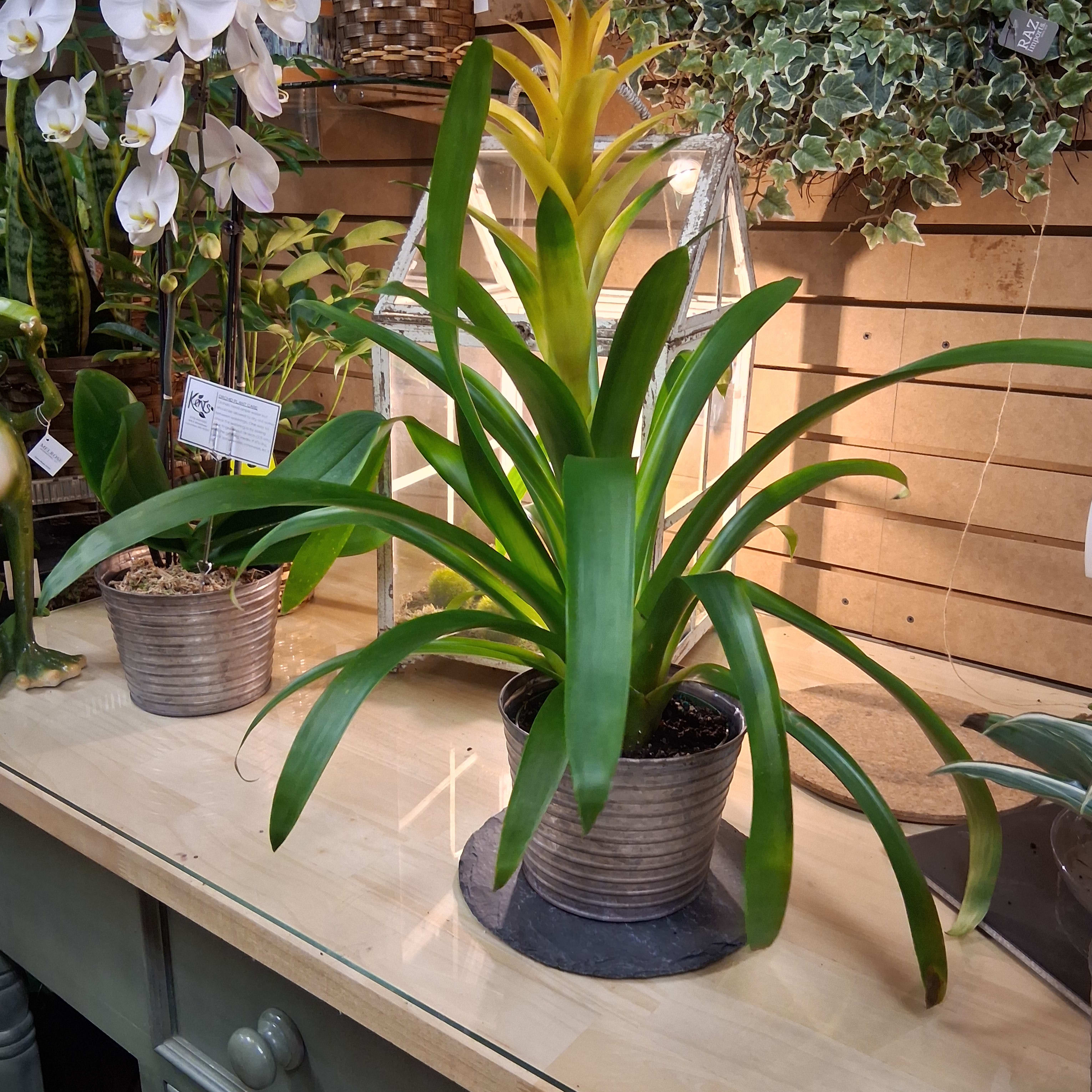 Yellow Bromeliad plant  6 in pot Flower Bouquet
