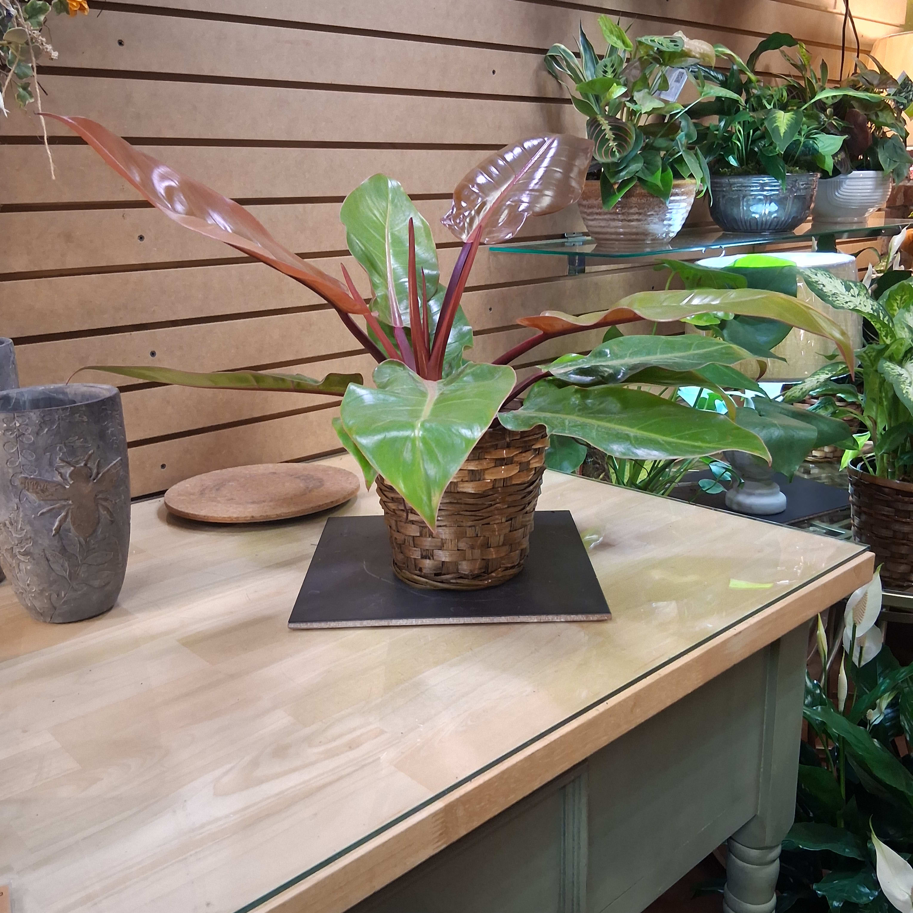 Prince of Orange Philodendron