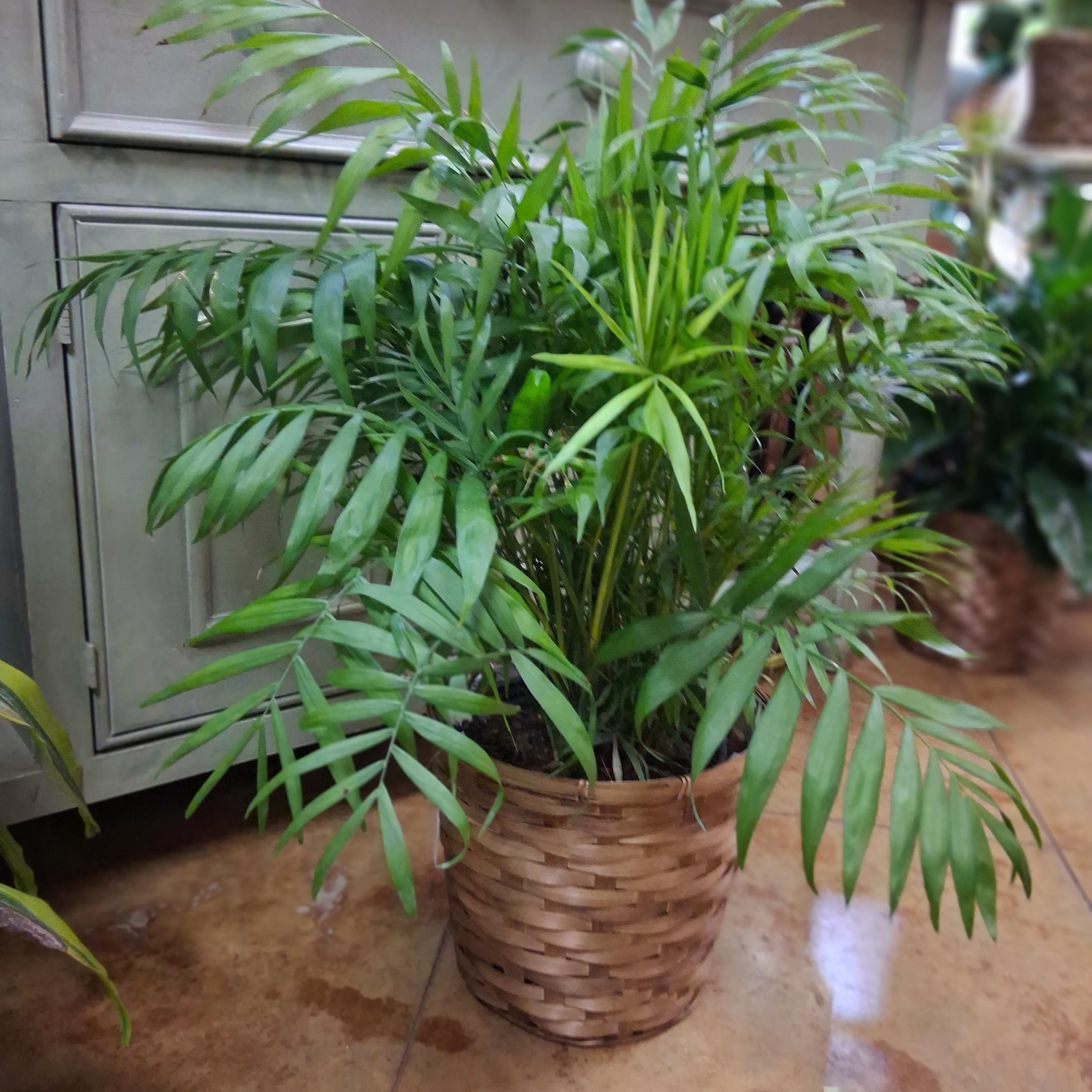 8" Neanthe Belle Palm