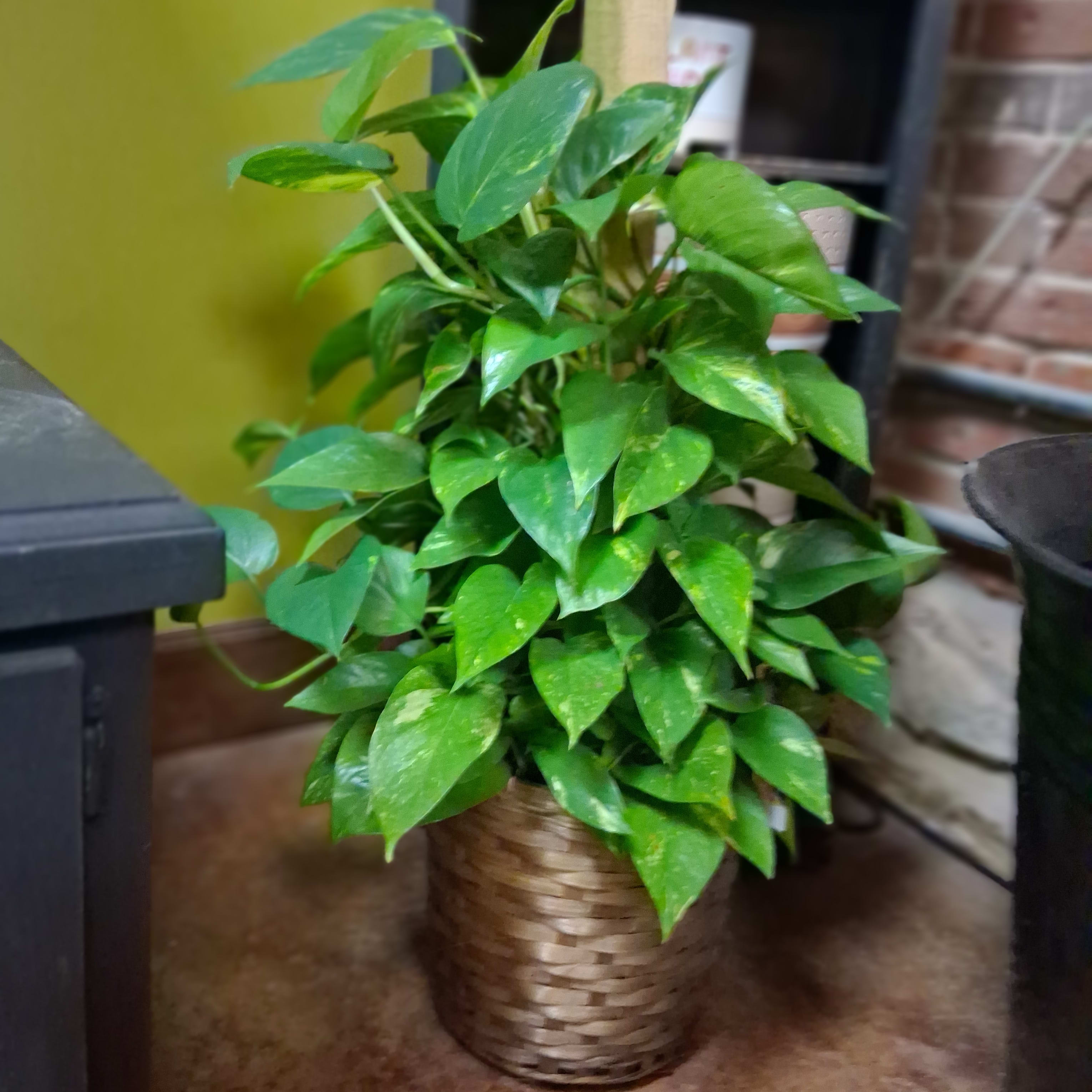 Pothos Pole 8 in pot