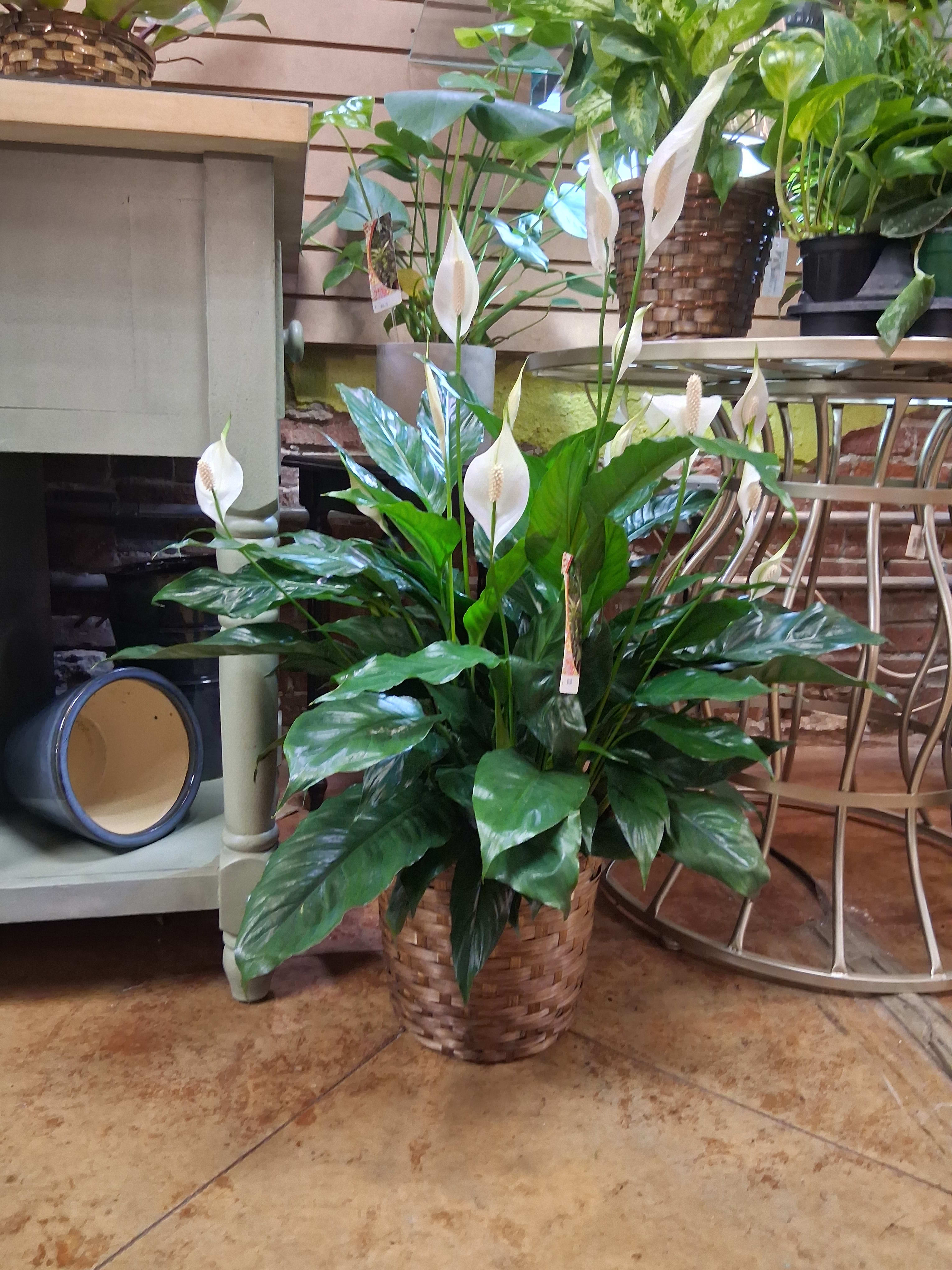 Peace lily 8 in pot