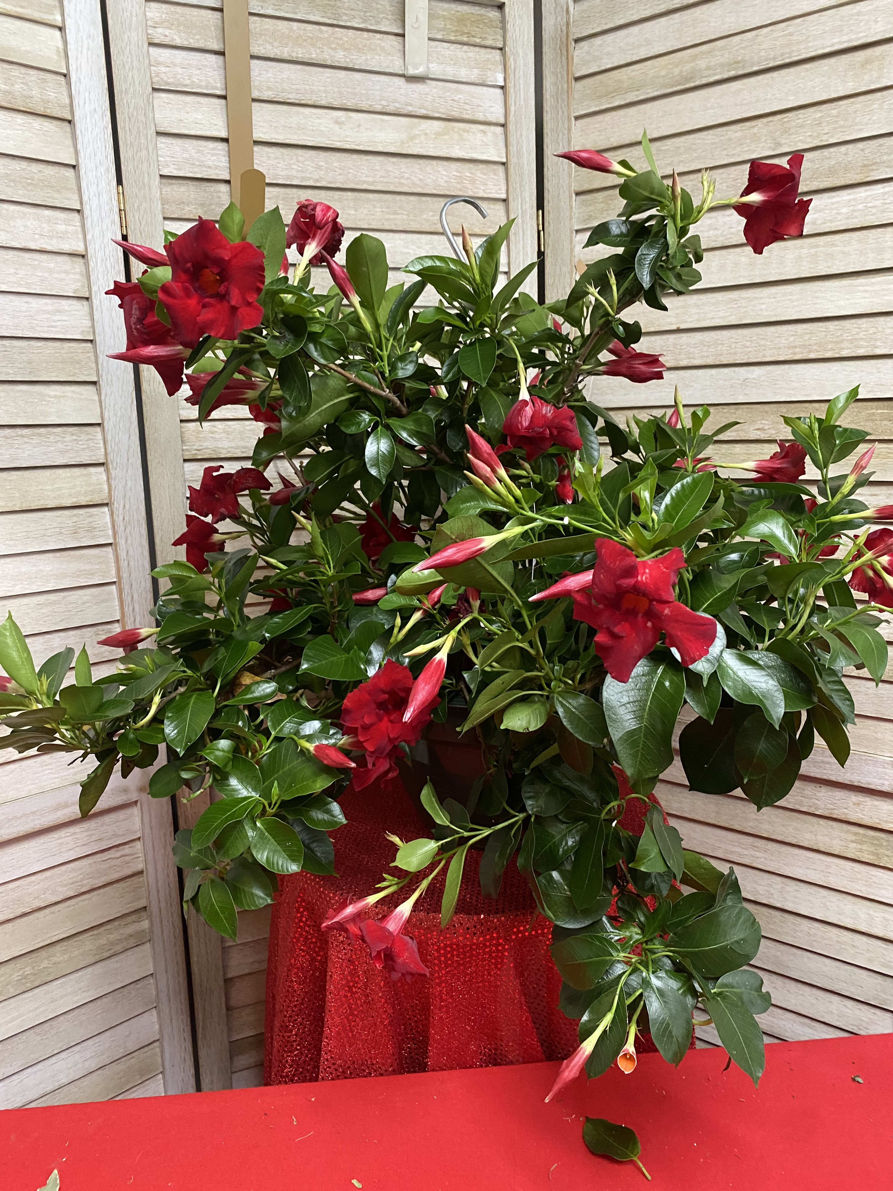 blooming mandevilla hanging basket