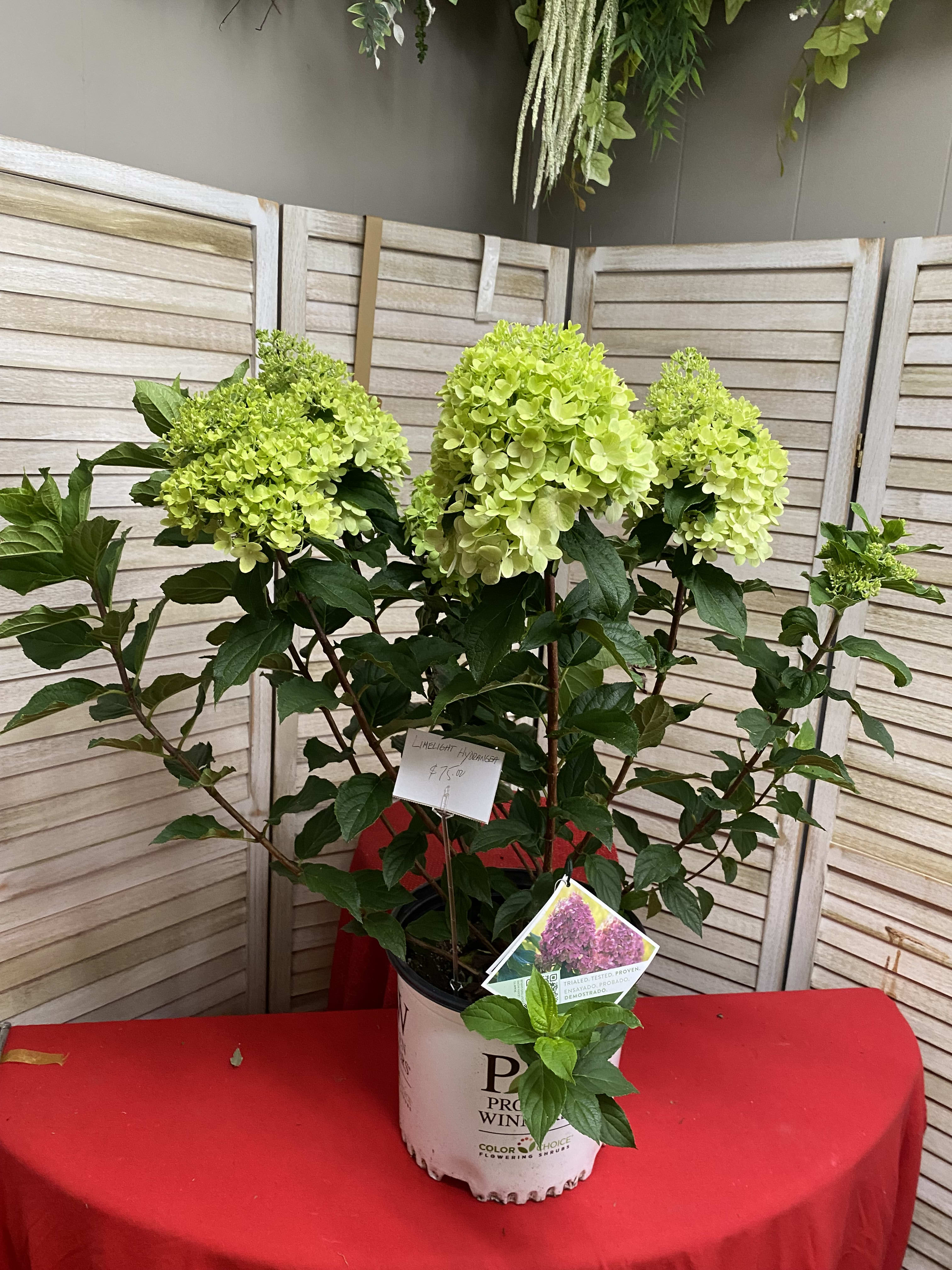 blooming limelight hydrangea