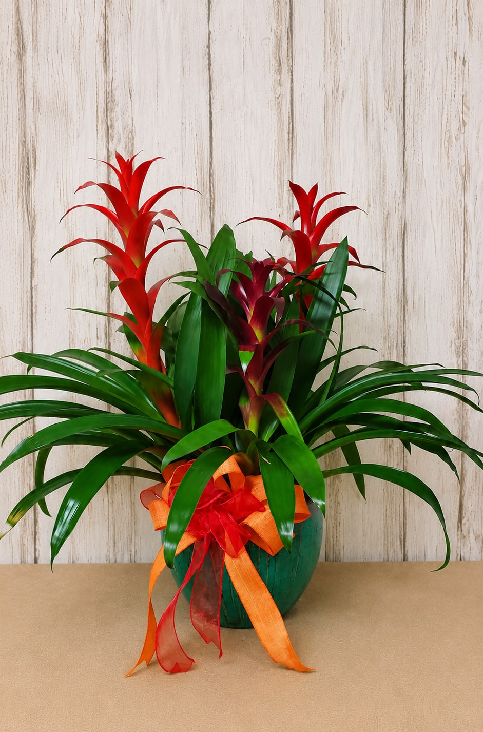 Triple Bloom Bromeliad